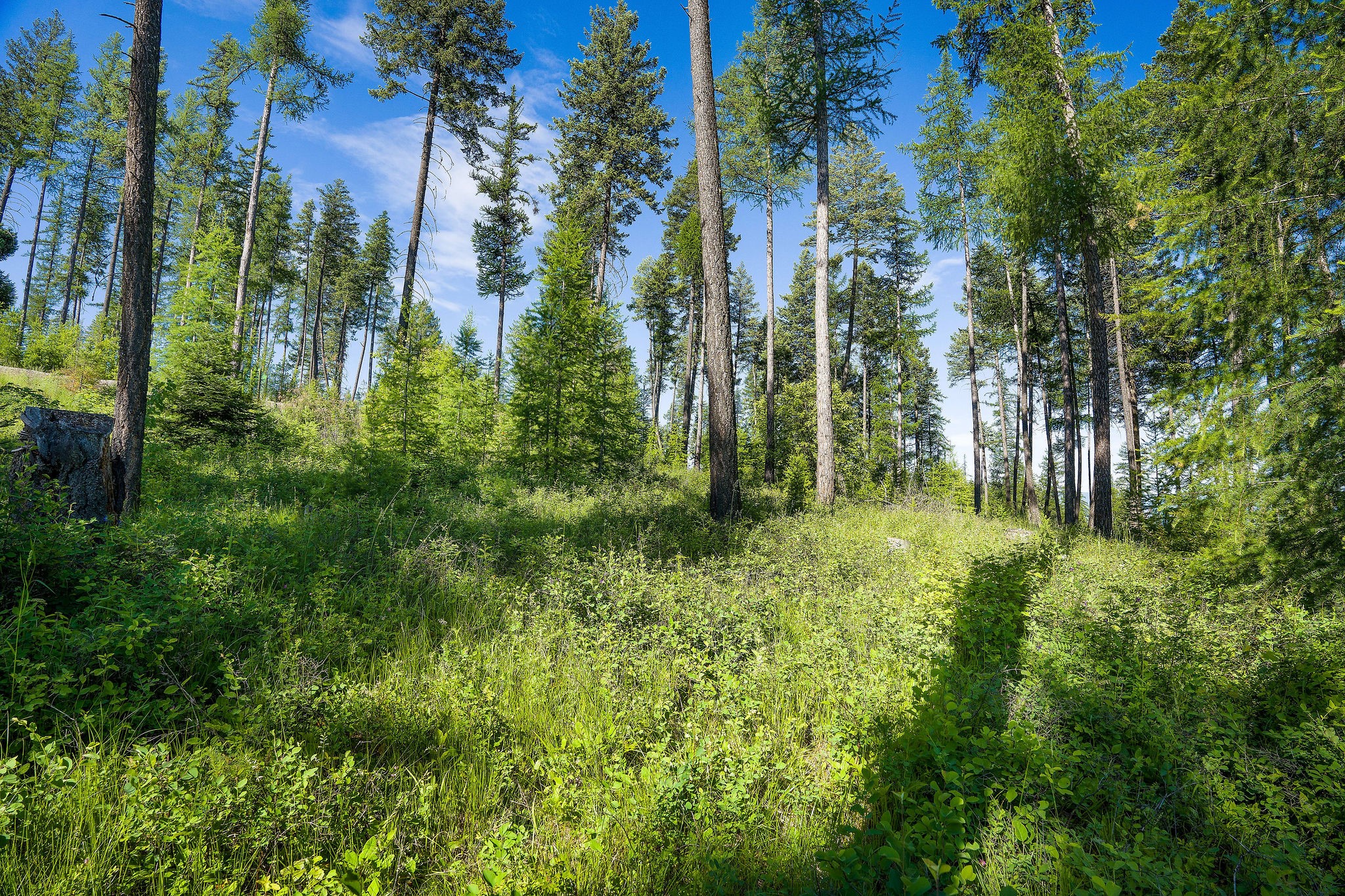 198 Trading Post Trail Property Photo 10