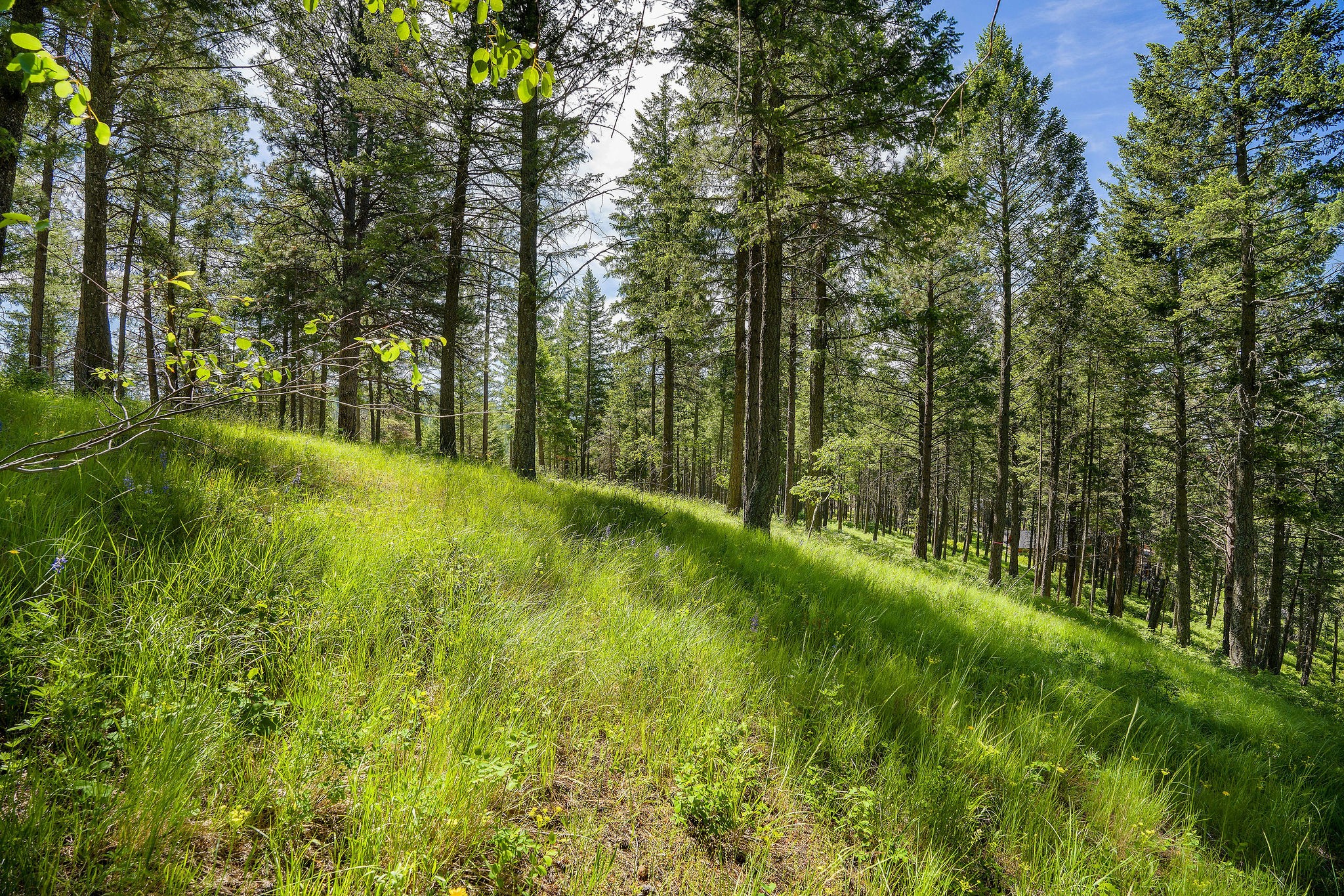 345 Chief Cliff Trail Property Photo 4