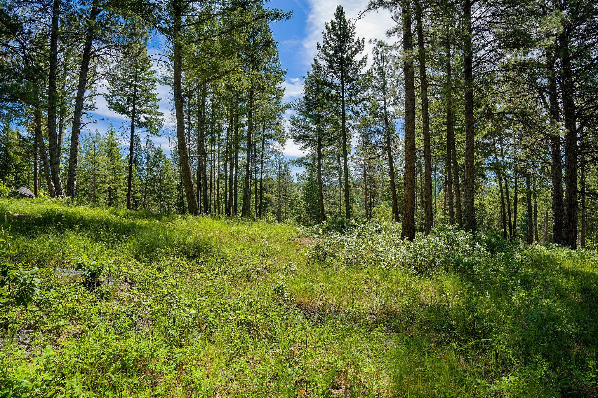 345 Chief Cliff Trail Property Photo 5