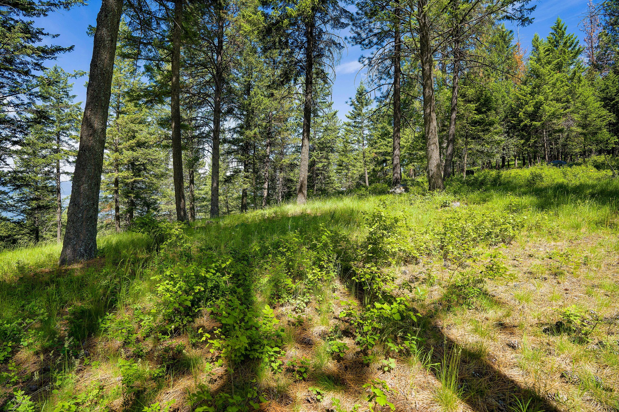 345 Chief Cliff Trail Property Photo 6