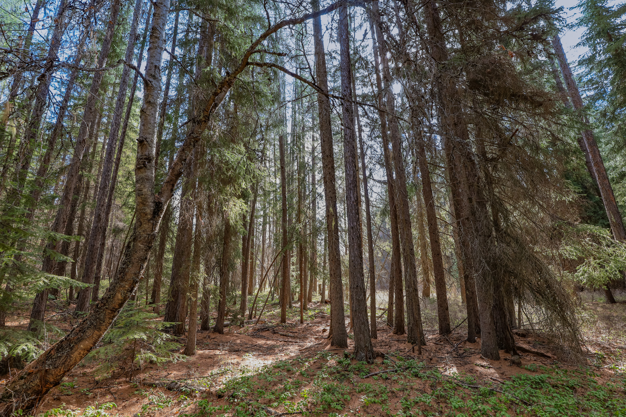 Nhn Warland Creek Road Property Photo 13