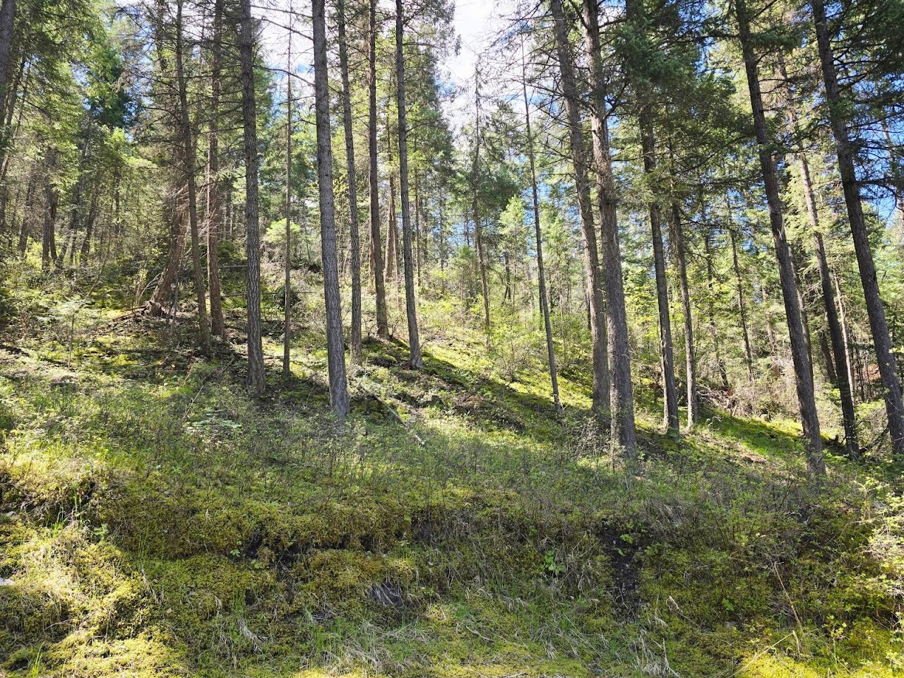 93 Wapiti Point Road Property Photo 4