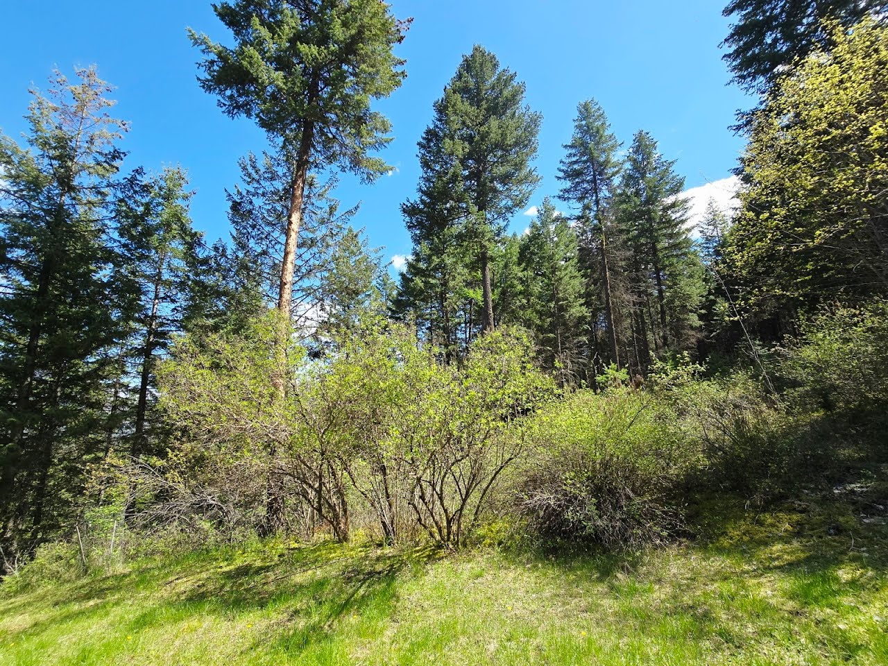 93 Wapiti Point Road Property Photo 16
