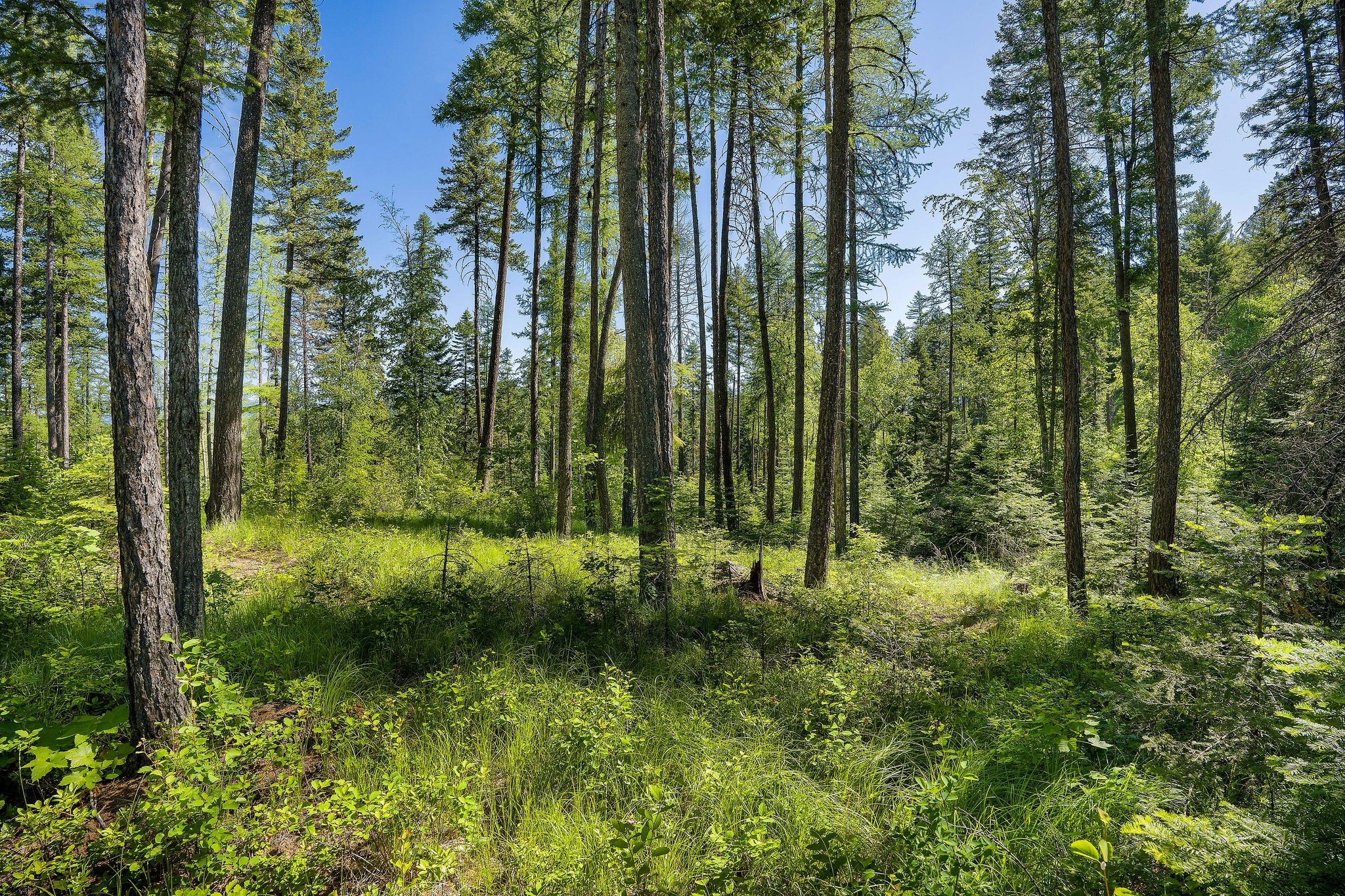 139 Timberjack Trail Property Photo 2
