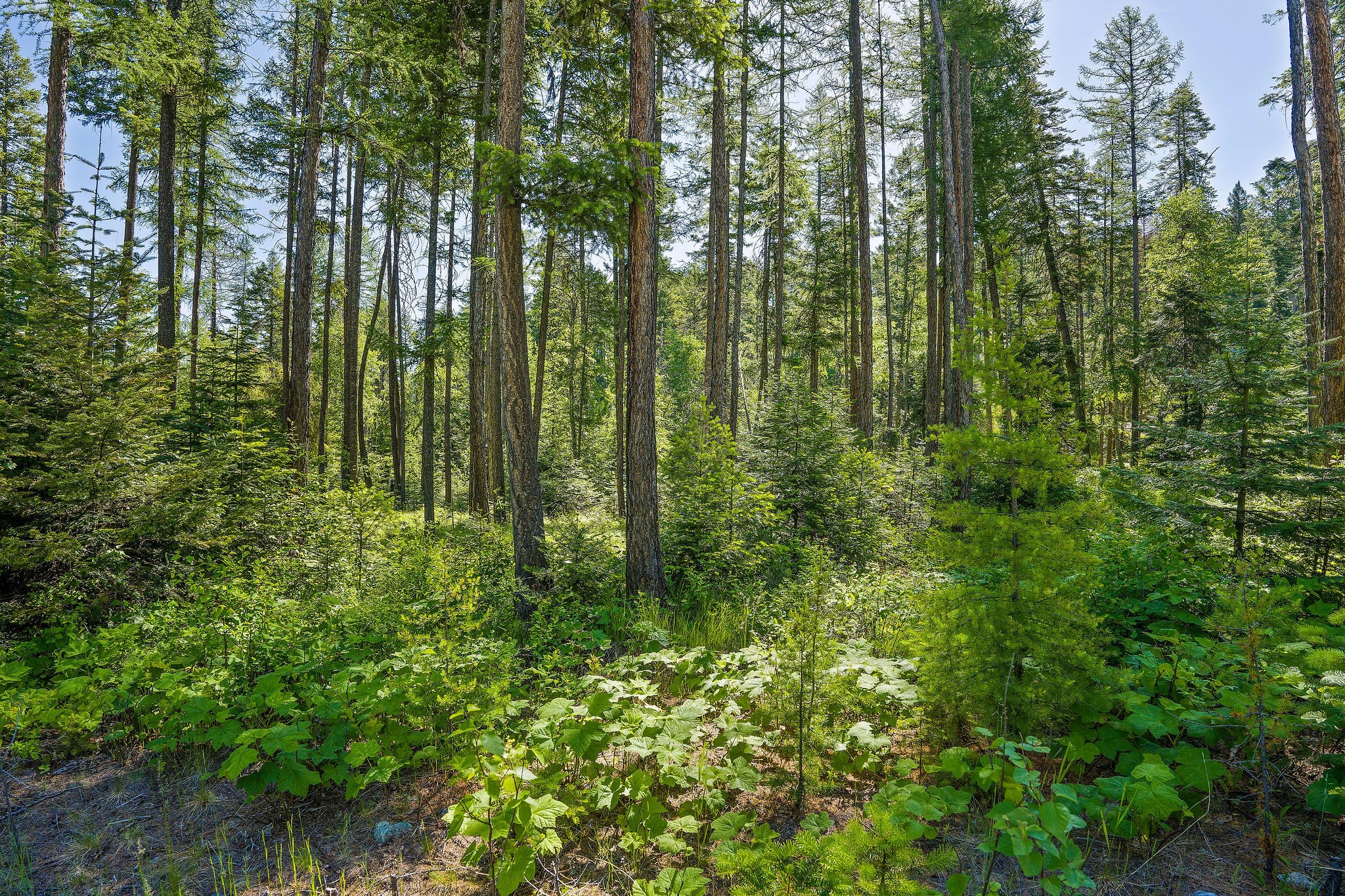 139 Timberjack Trail Property Photo 3