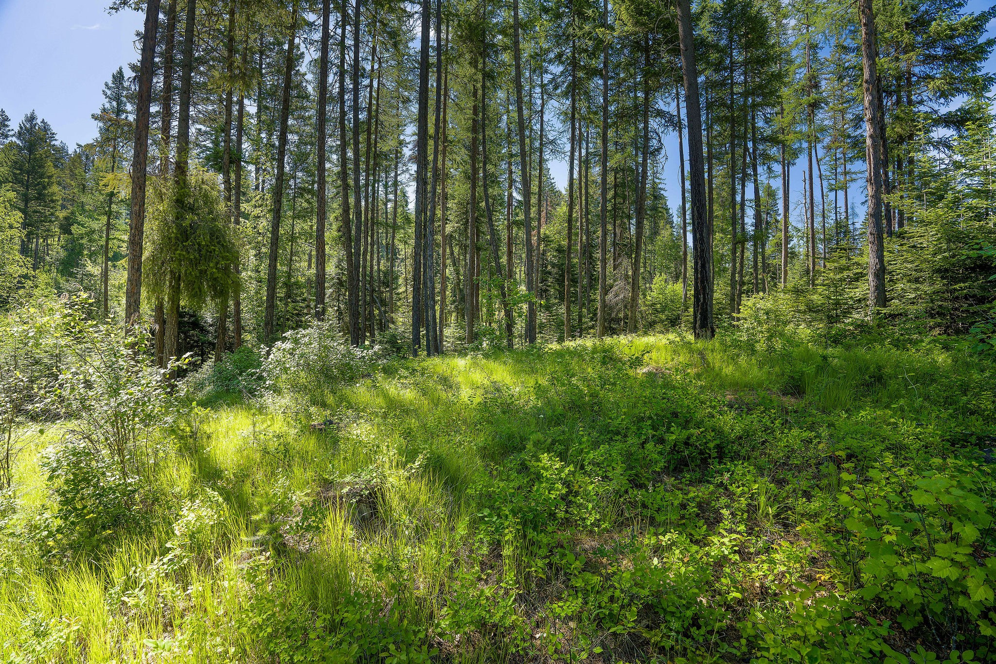 139 Timberjack Trail Property Photo 4