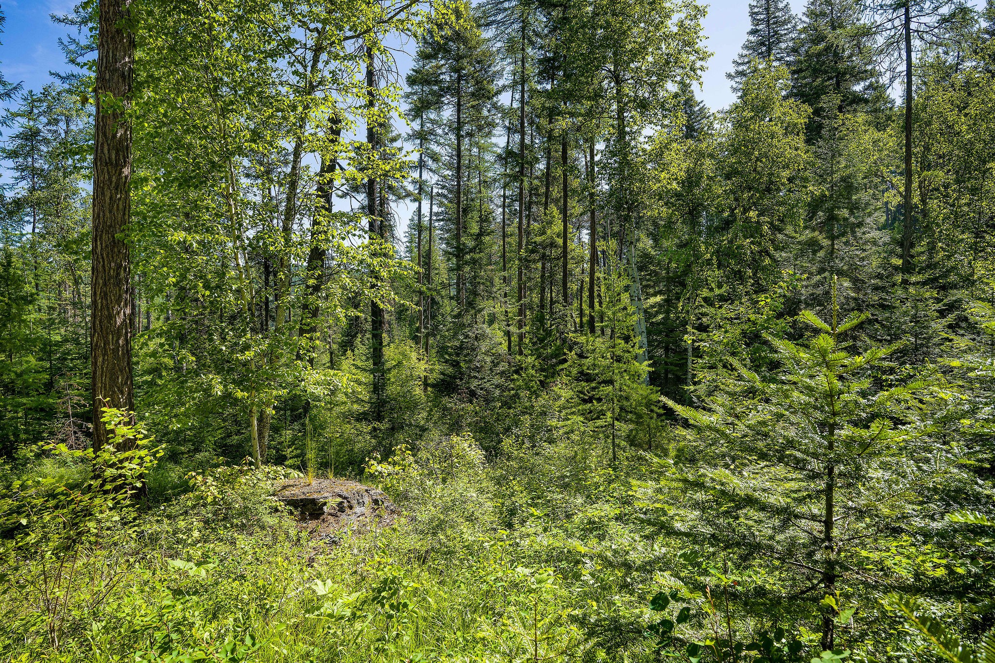 139 Timberjack Trail Property Photo 5