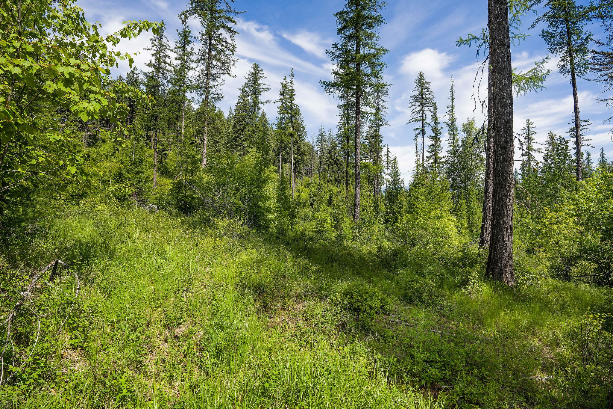 477 Chief Cliff Trail Property Photo 3