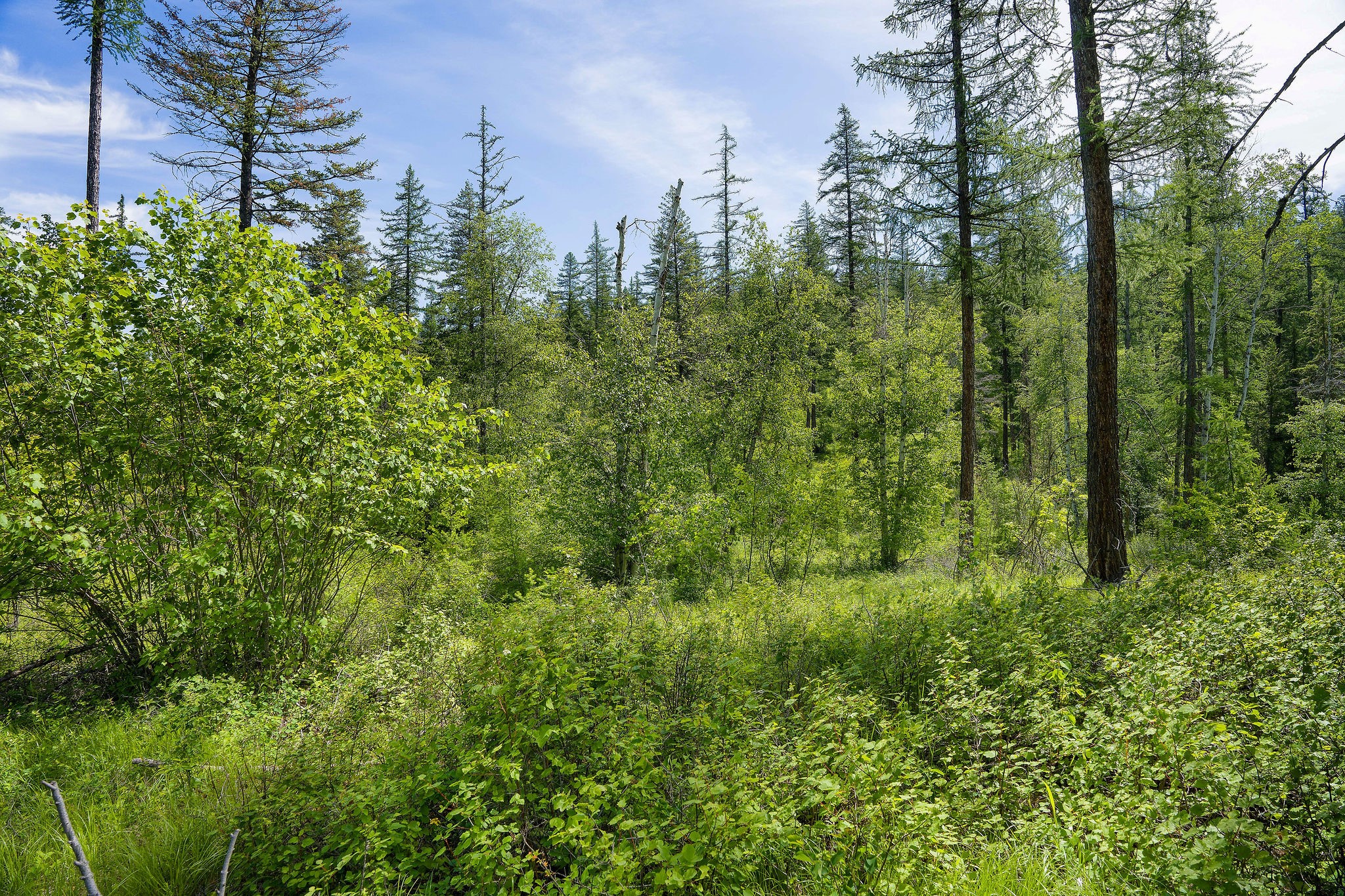 477 Chief Cliff Trail Property Photo 5
