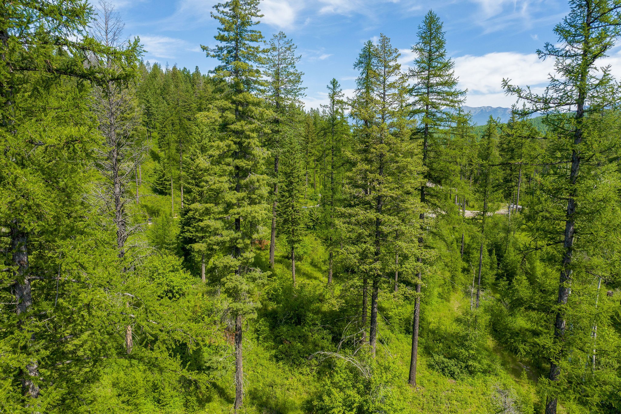 477 Chief Cliff Trail Property Photo 10