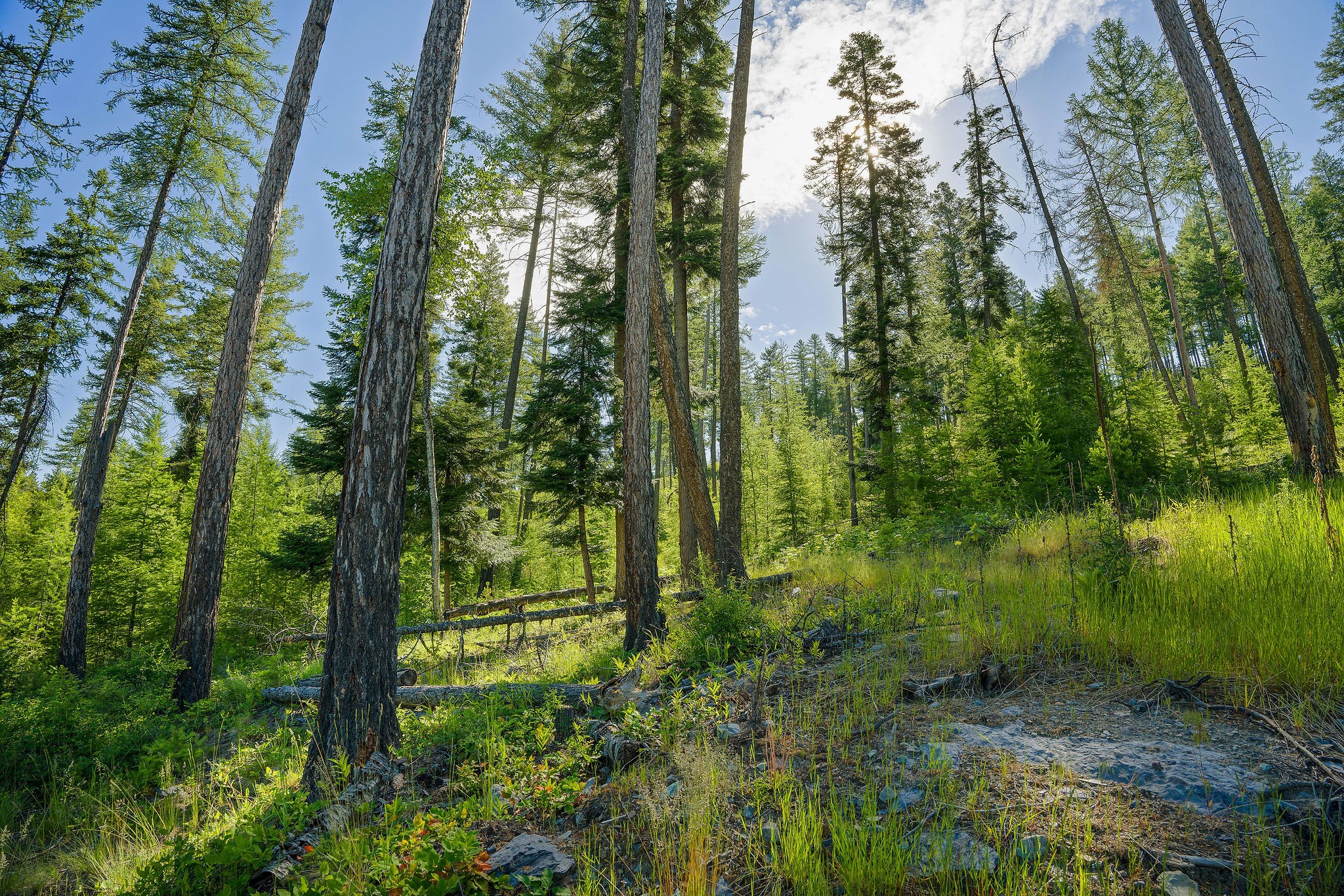 234 Trading Post Trail Property Photo 1