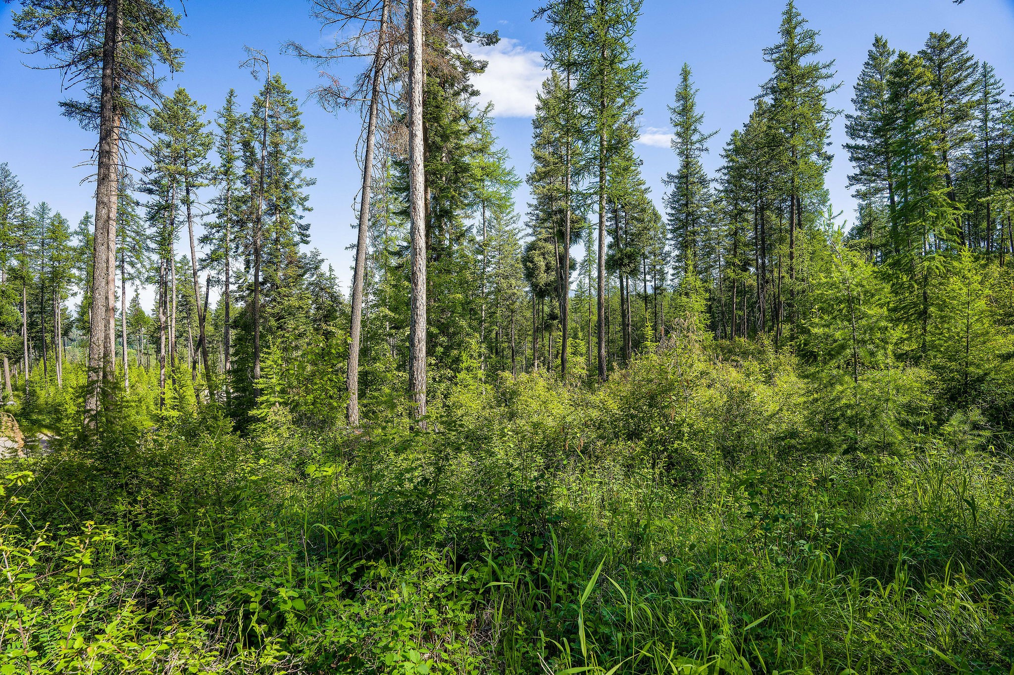 234 Trading Post Trail Property Photo 5