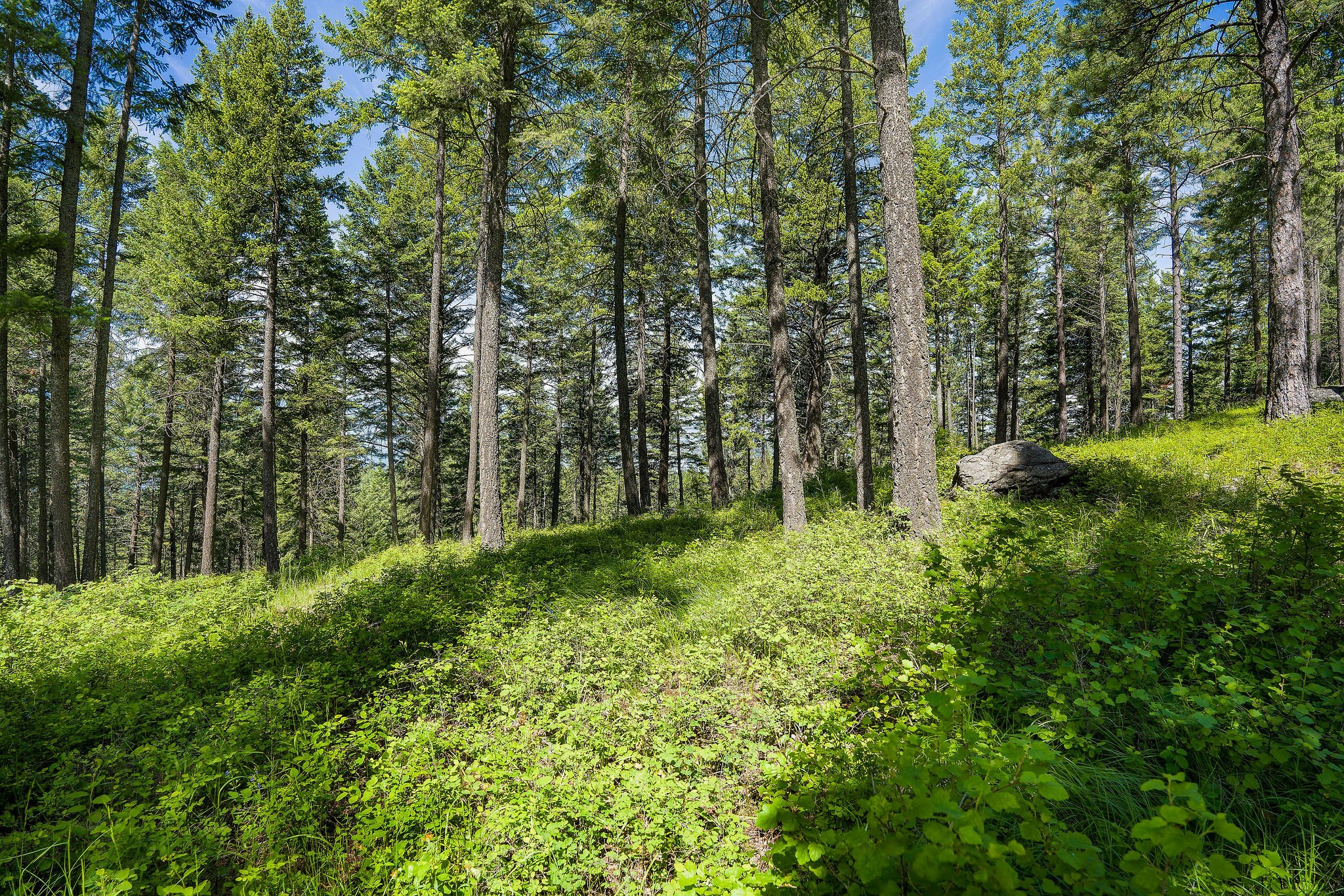 369 Chief Cliff Trail Property Photo 5