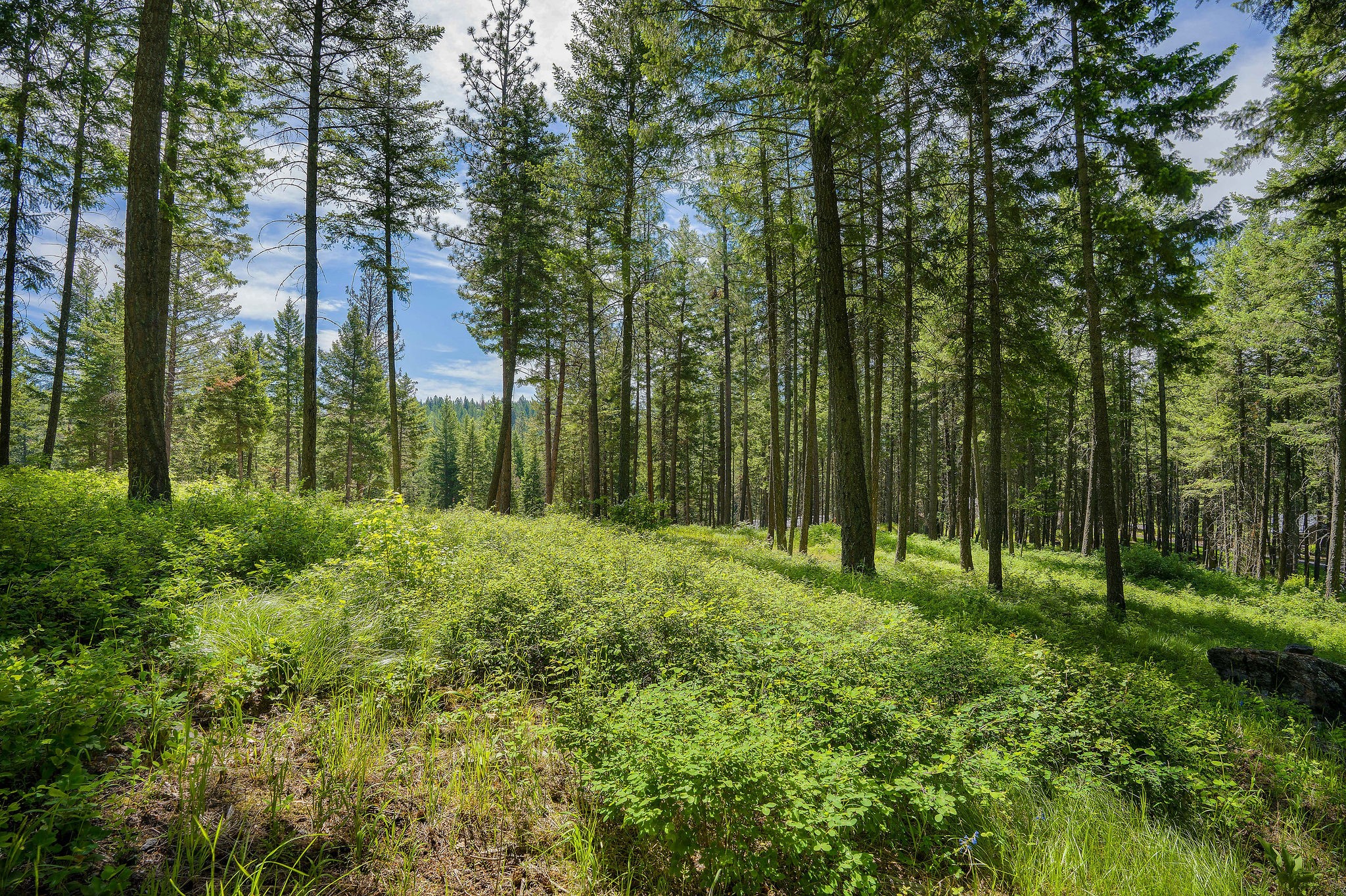 369 Chief Cliff Trail Property Photo 6