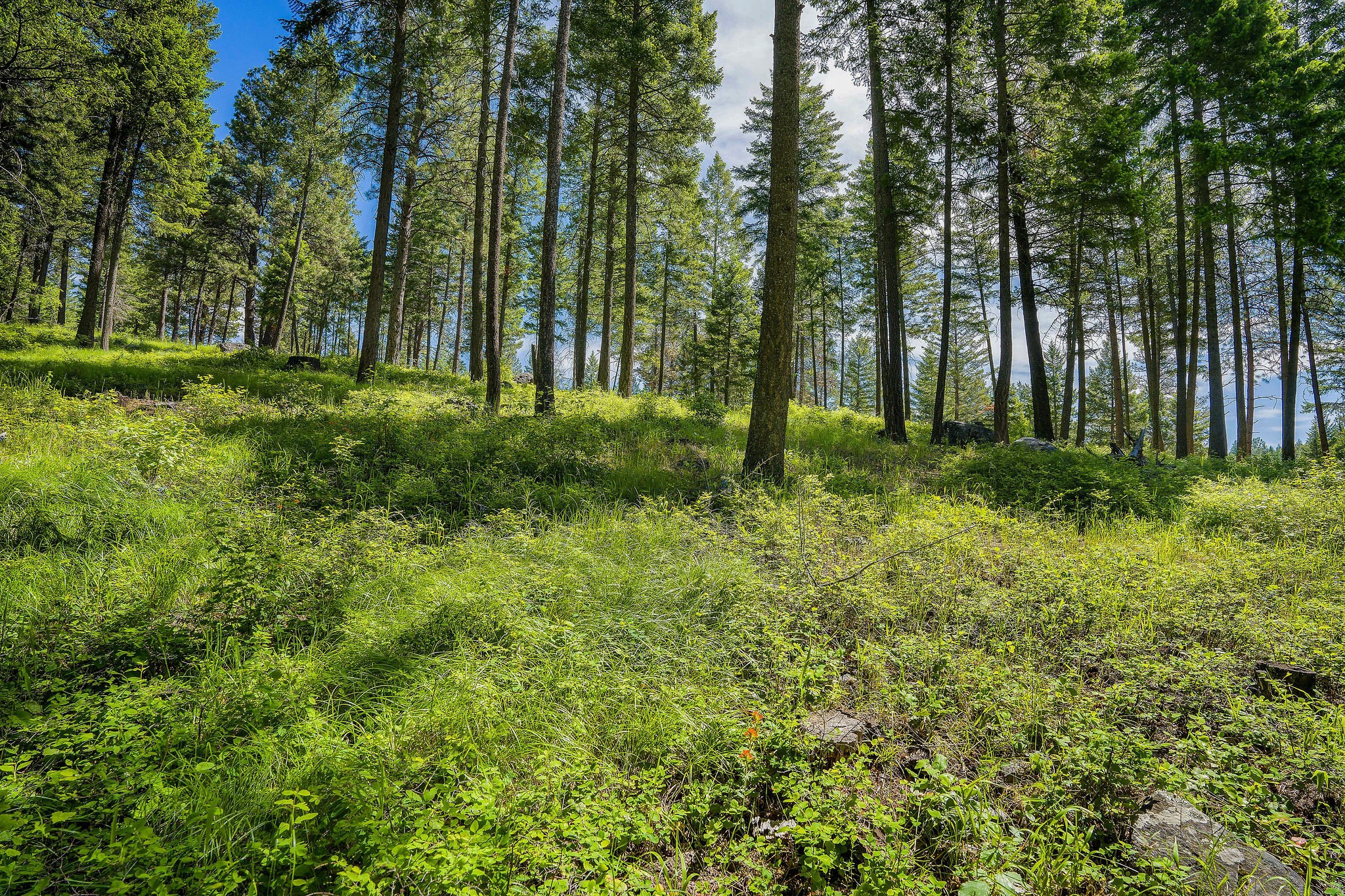 369 Chief Cliff Trail Property Photo 7