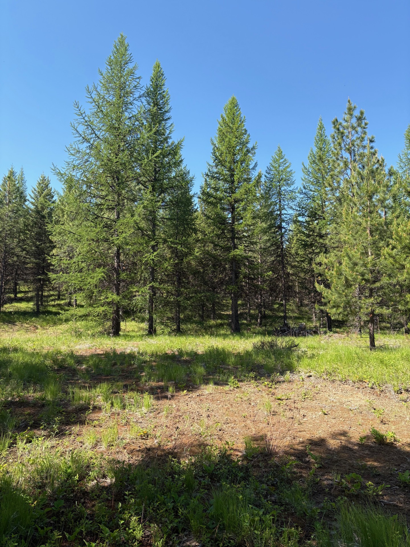 Lots 5 & 6 Panoramic View Drive Property Photo 8