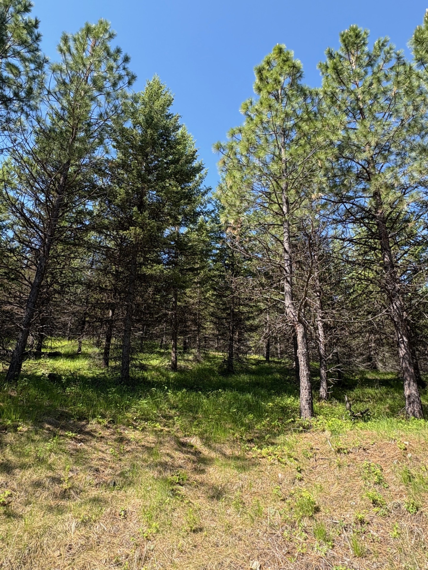 Lots 5 & 6 Panoramic View Drive Property Photo 11
