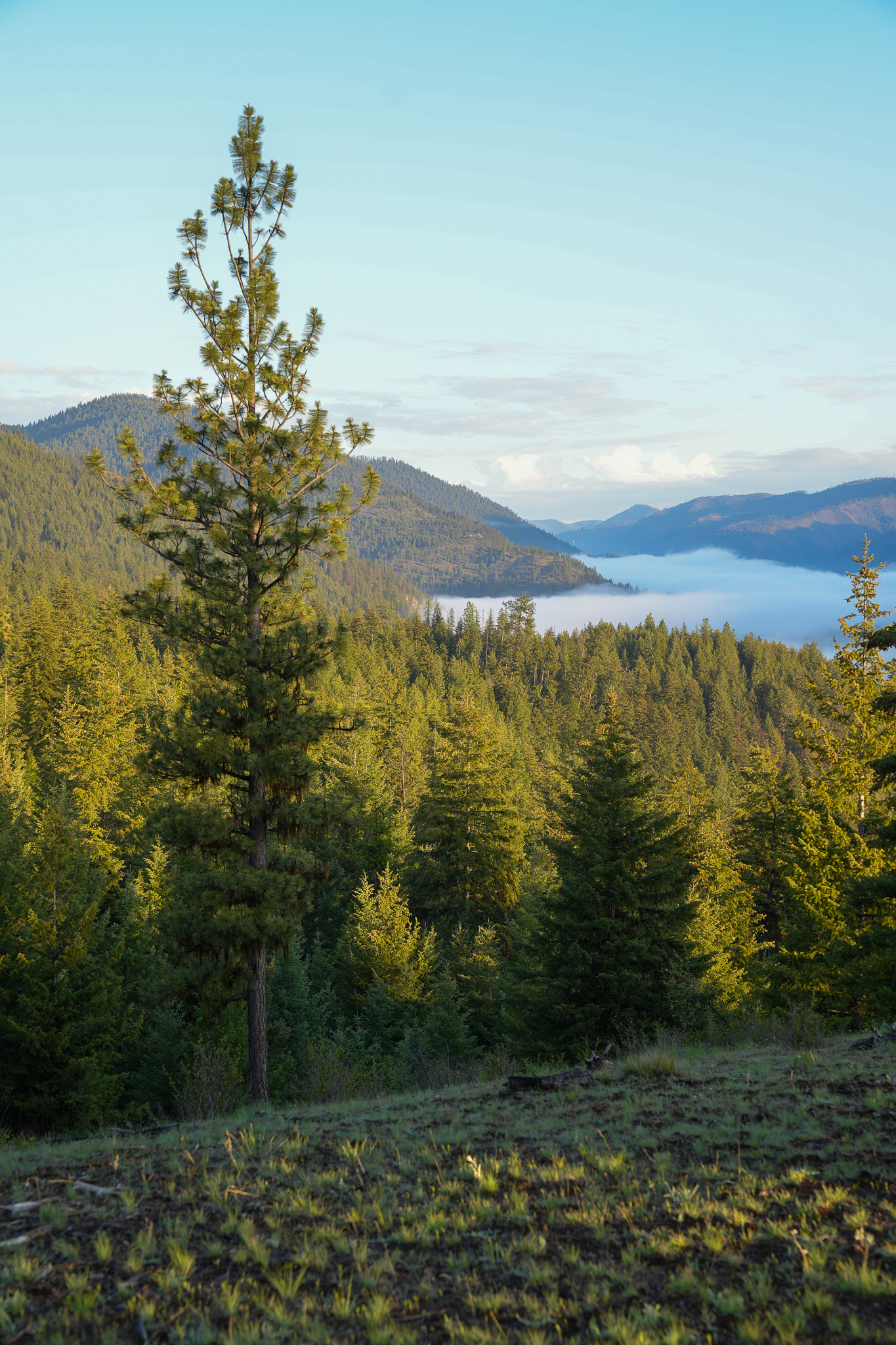 Clark Fork River Sporting Ranch Property Photo 6