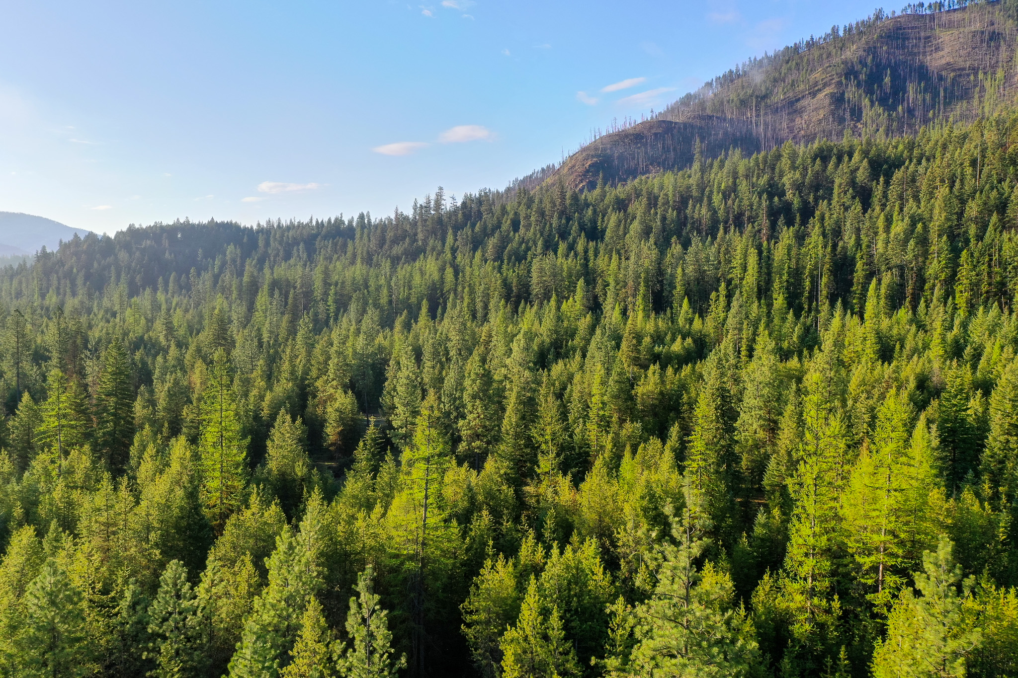 Clark Fork River Sporting Ranch Property Photo 8
