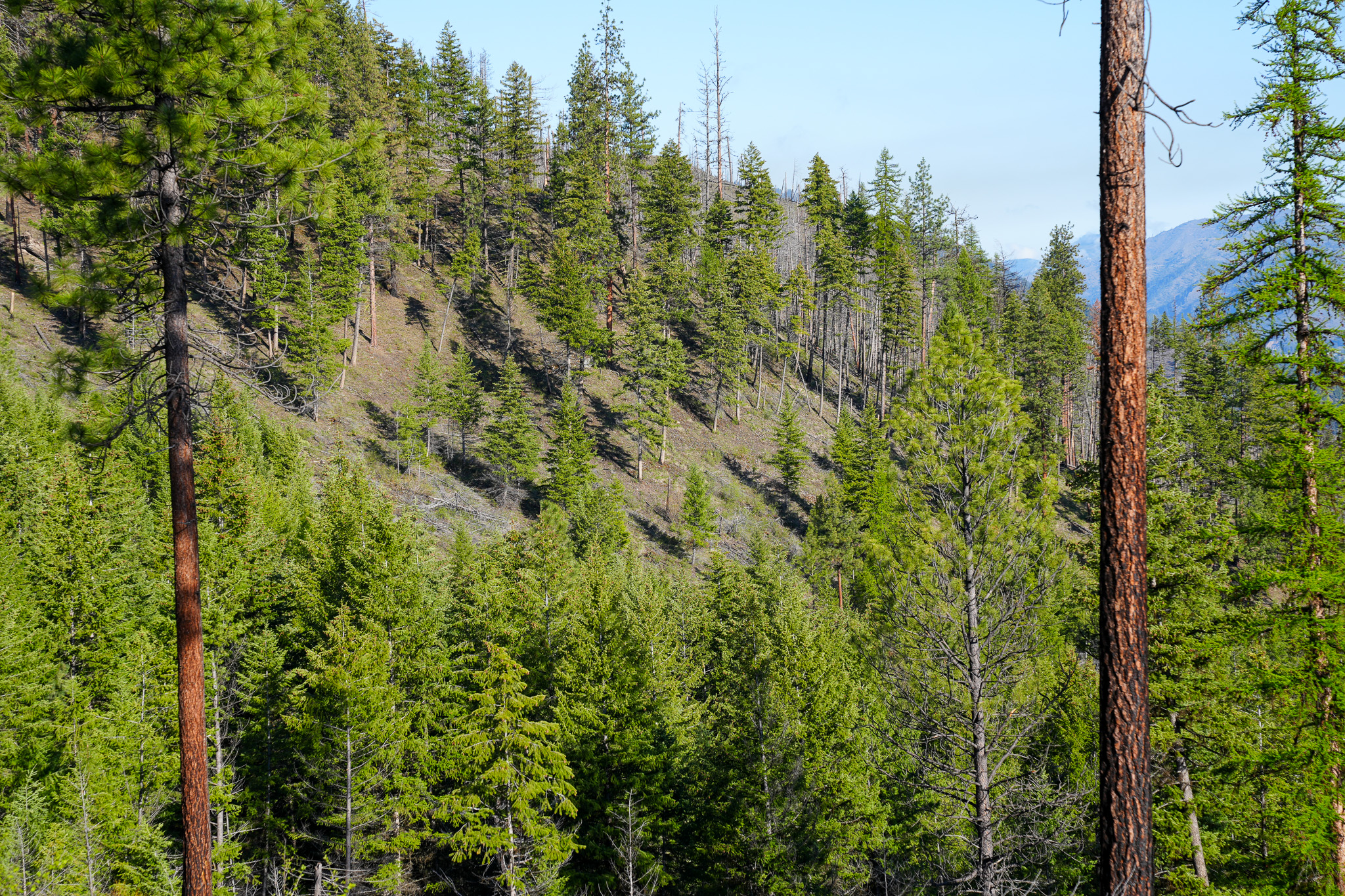 Clark Fork River Sporting Ranch Property Photo 26
