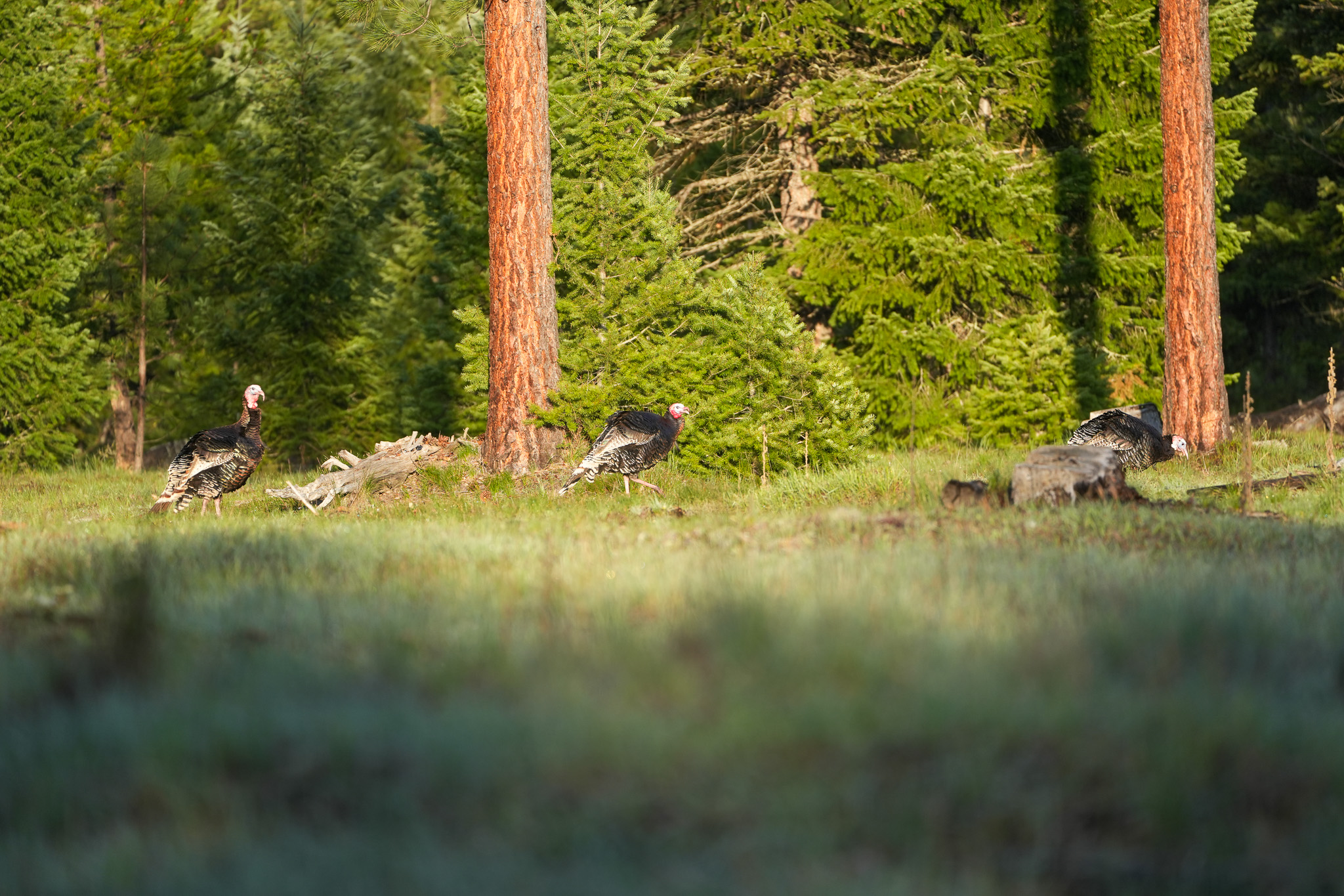 Clark Fork River Sporting Ranch Property Photo 29