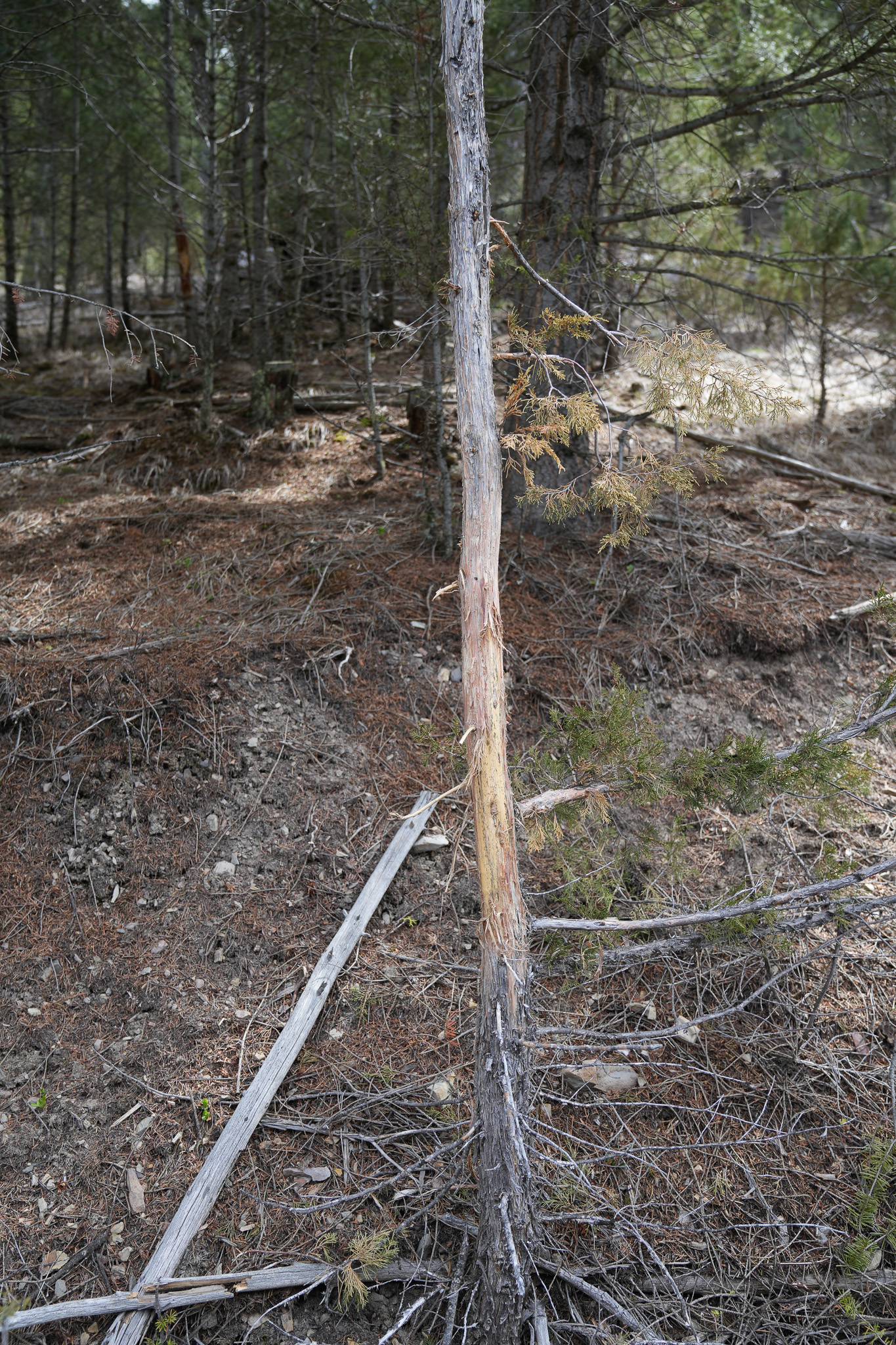 Clark Fork River Sporting Ranch Property Photo 33