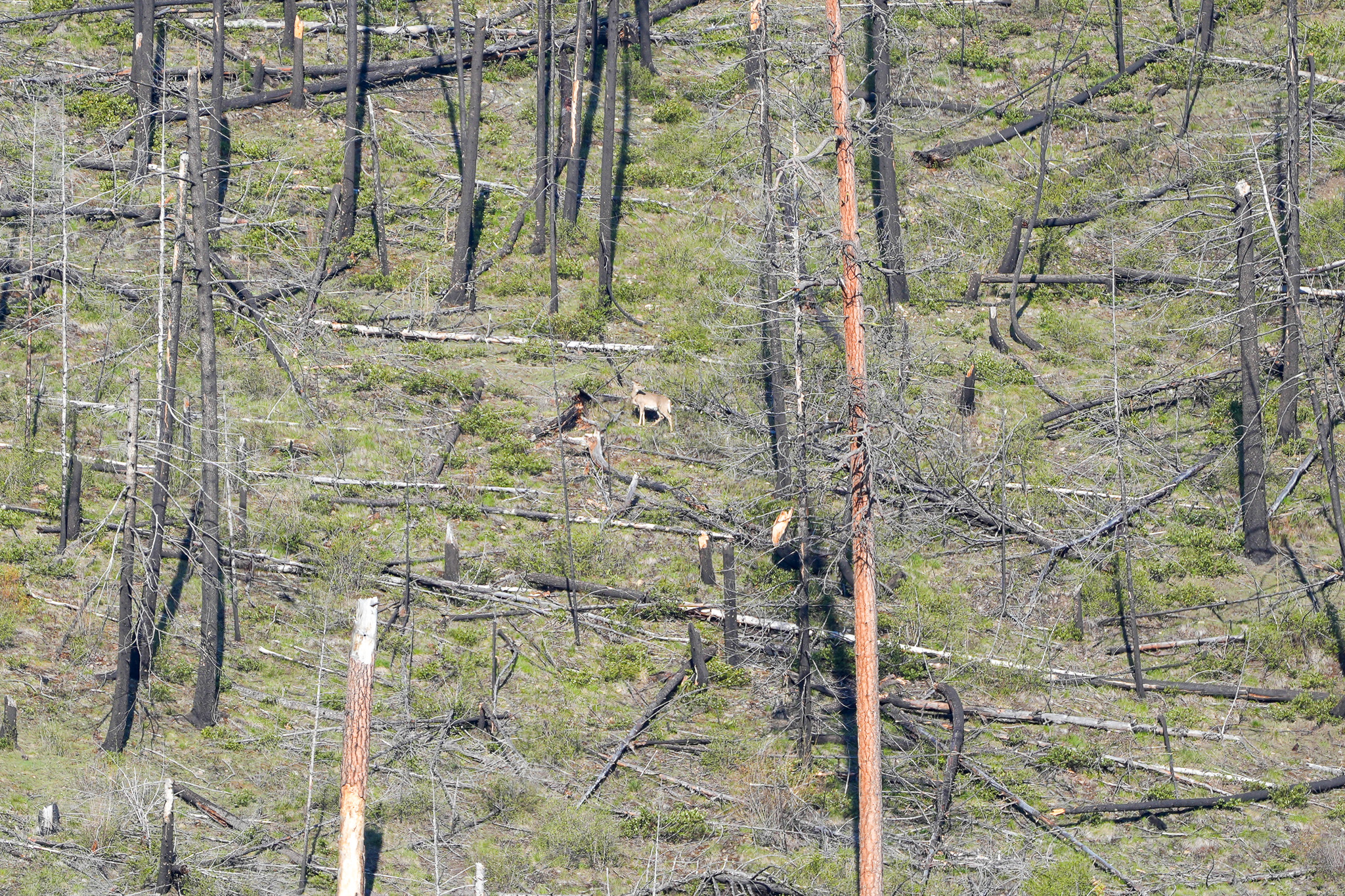 Clark Fork River Sporting Ranch Property Photo 35