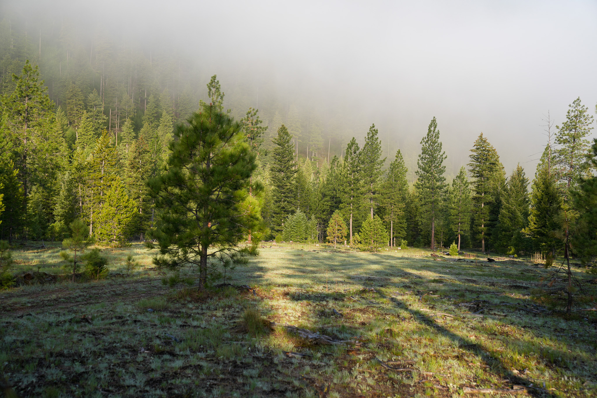 Clark Fork River Sporting Ranch Property Photo 38