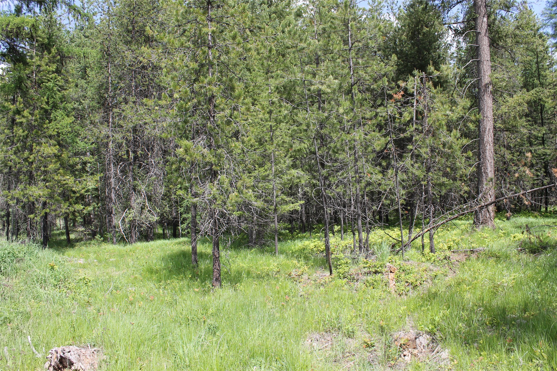 2773 Mt Highway 200 Property Photo 13