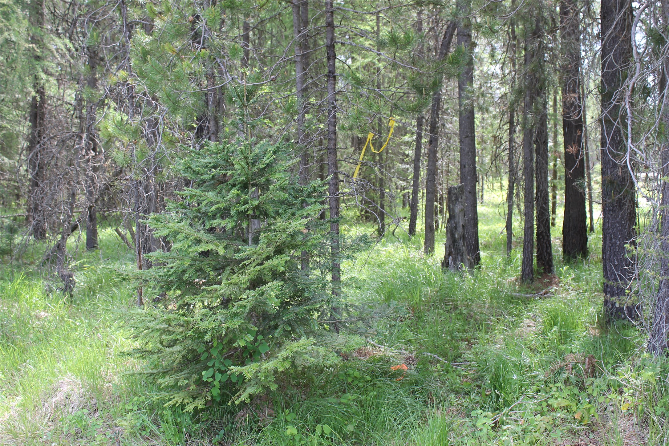 2773 Mt Highway 200 Property Photo 14