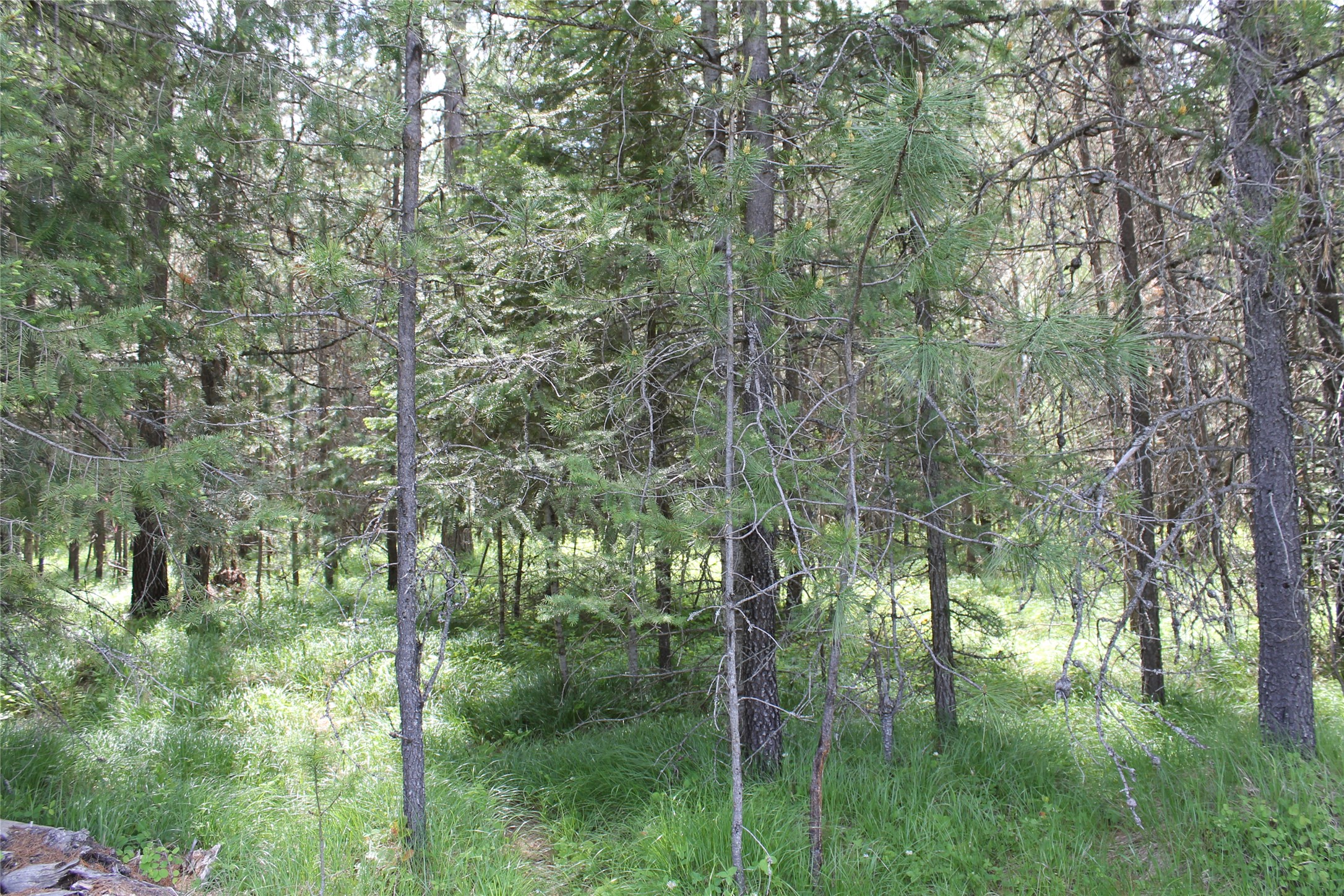 2773 Mt Highway 200 Property Photo 18