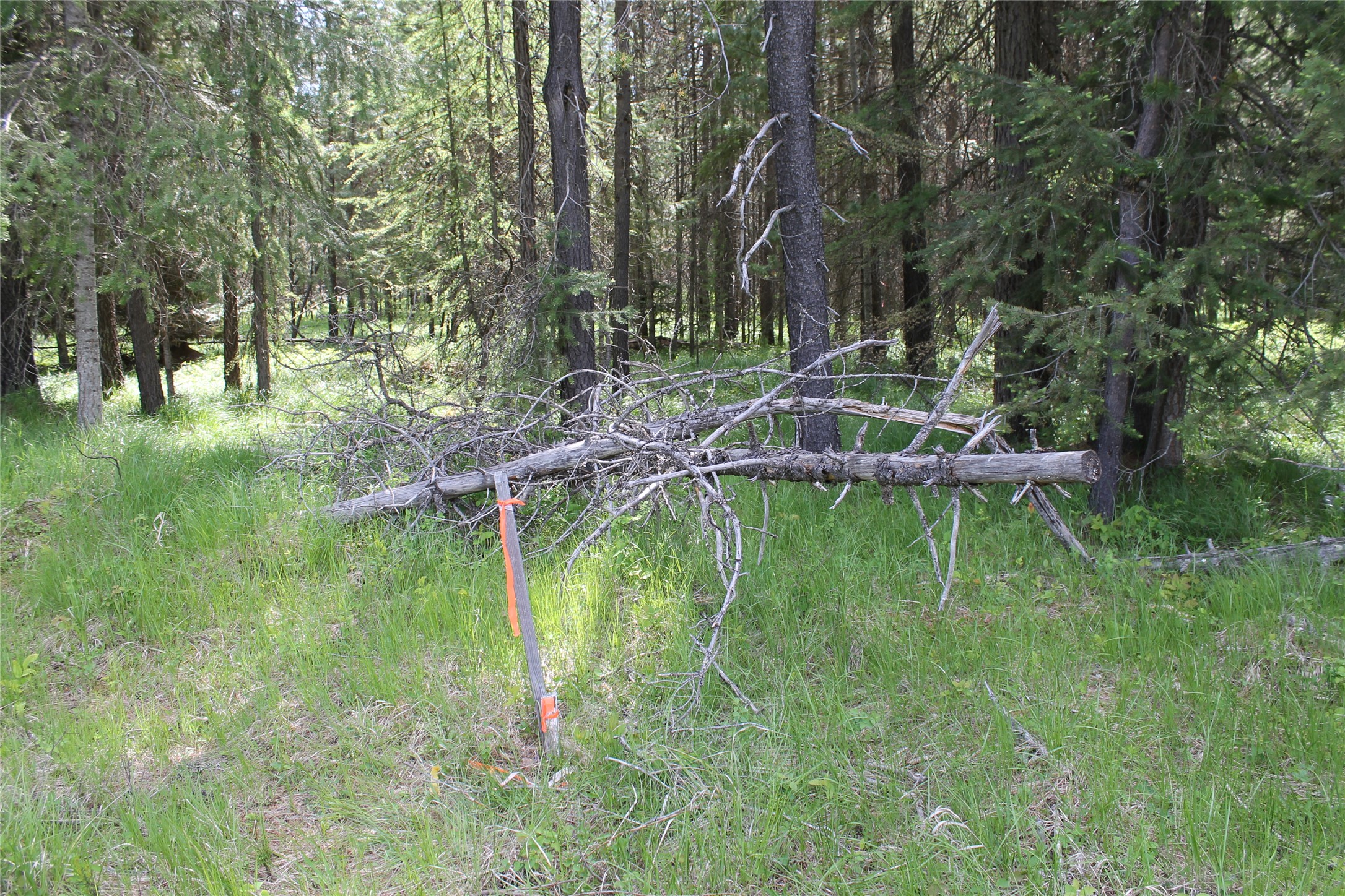 2773 Mt Highway 200 Property Photo 19