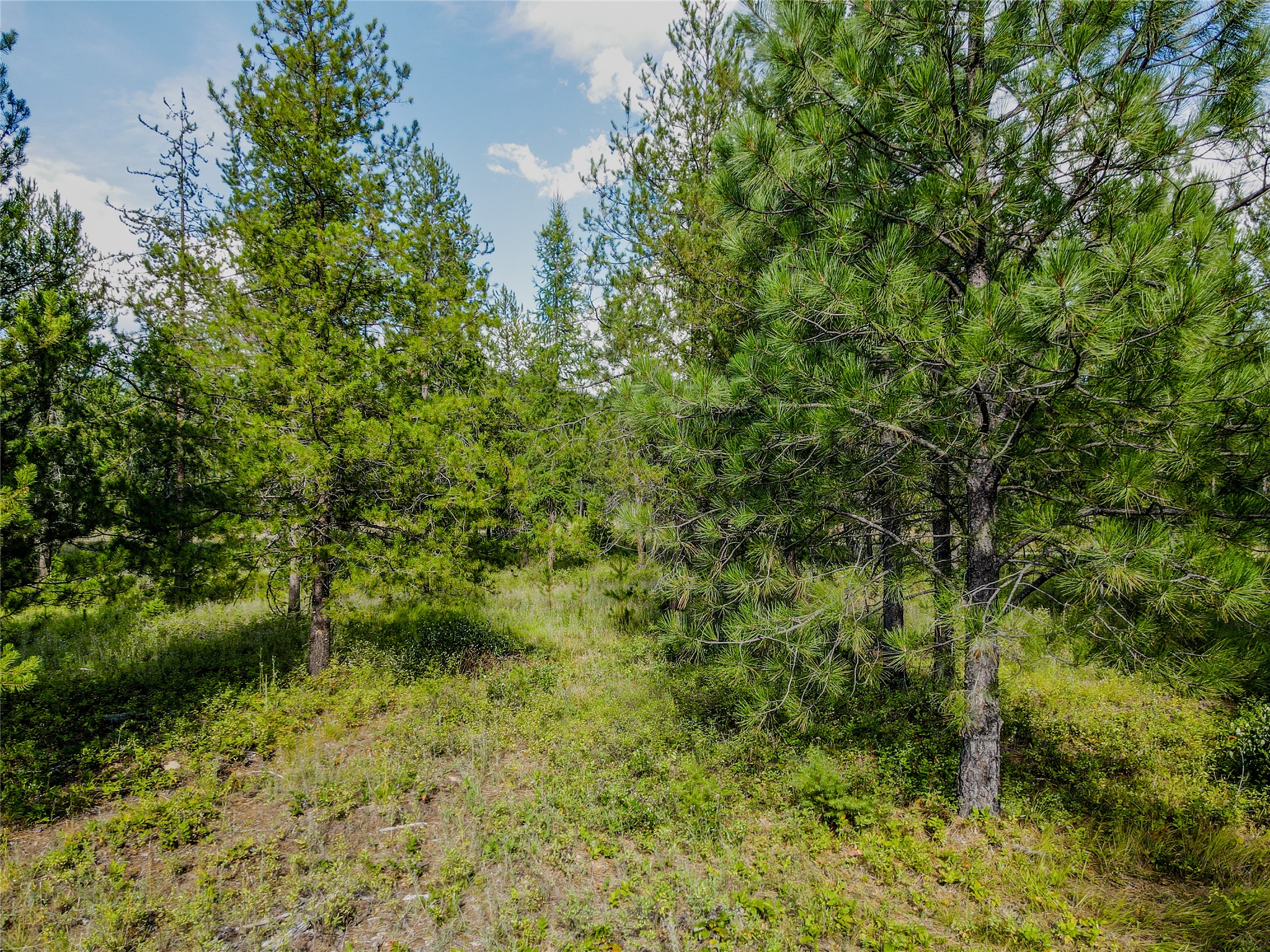 Nhn Little Bear Loop Property Photo 19