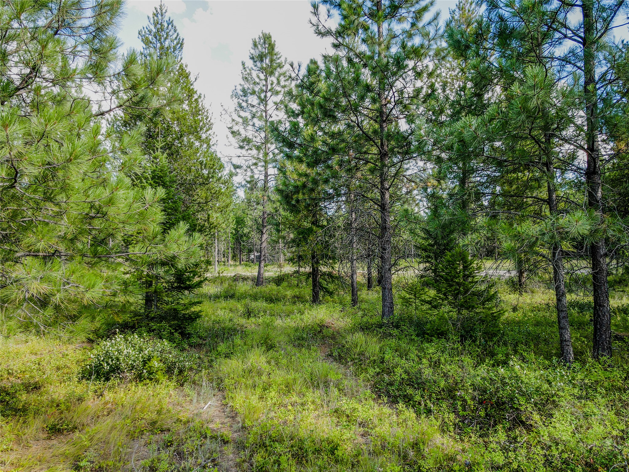 Nhn Little Bear Loop Property Photo 20