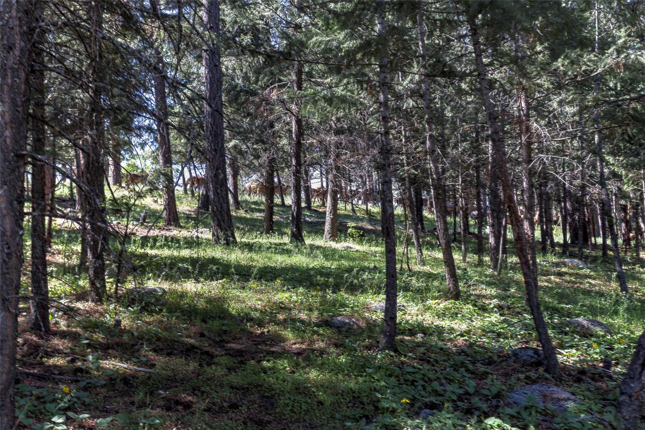 246 Coal Mine Road Property Photo 125
