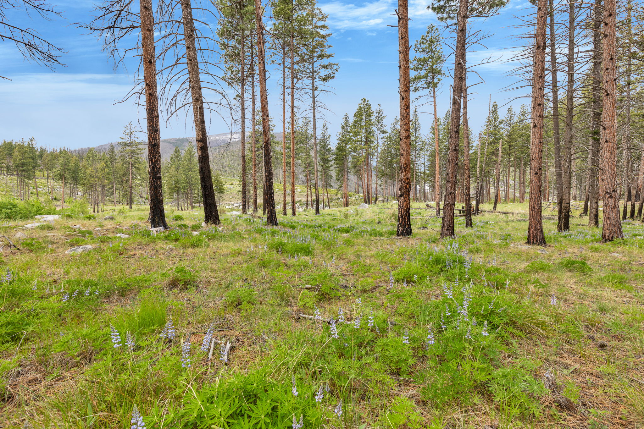 Nhn Lot 8 Roaring Lion Road Property Photo 28
