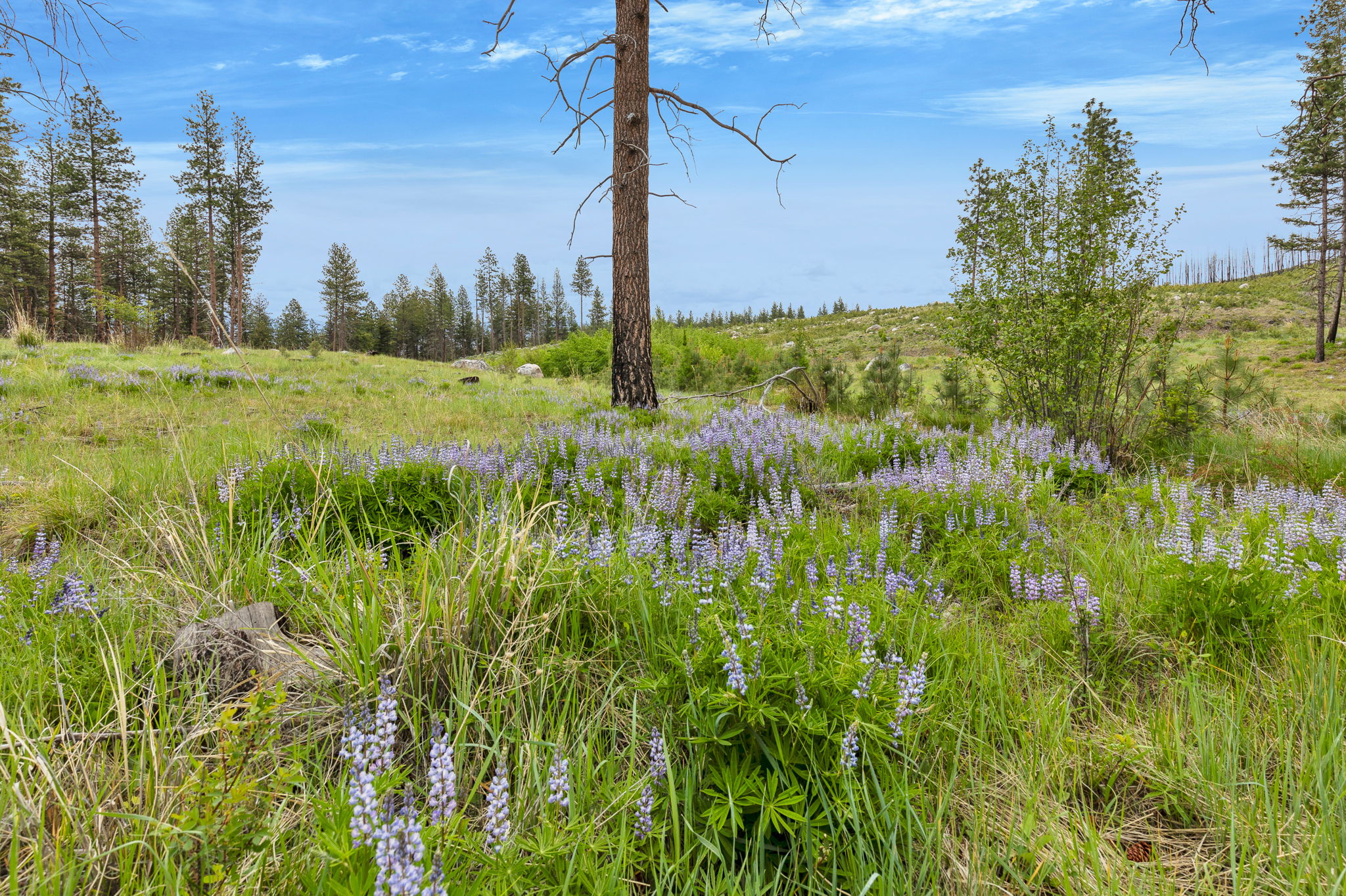Nhn Lot 8 Roaring Lion Road Property Photo 33