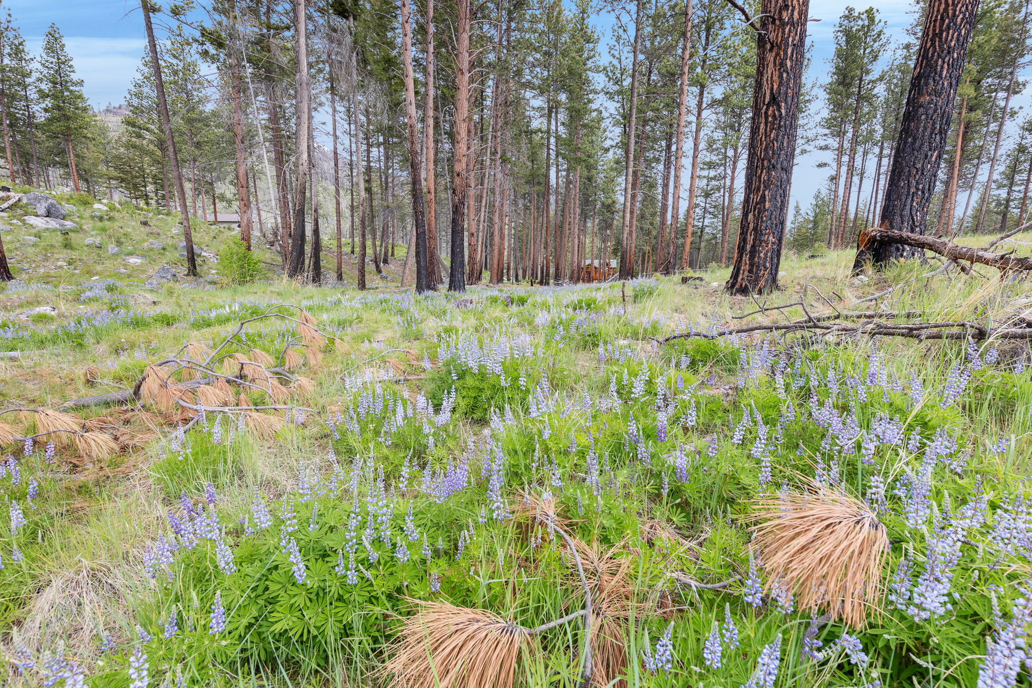 Nhn Lot 8 Roaring Lion Road Property Photo 34