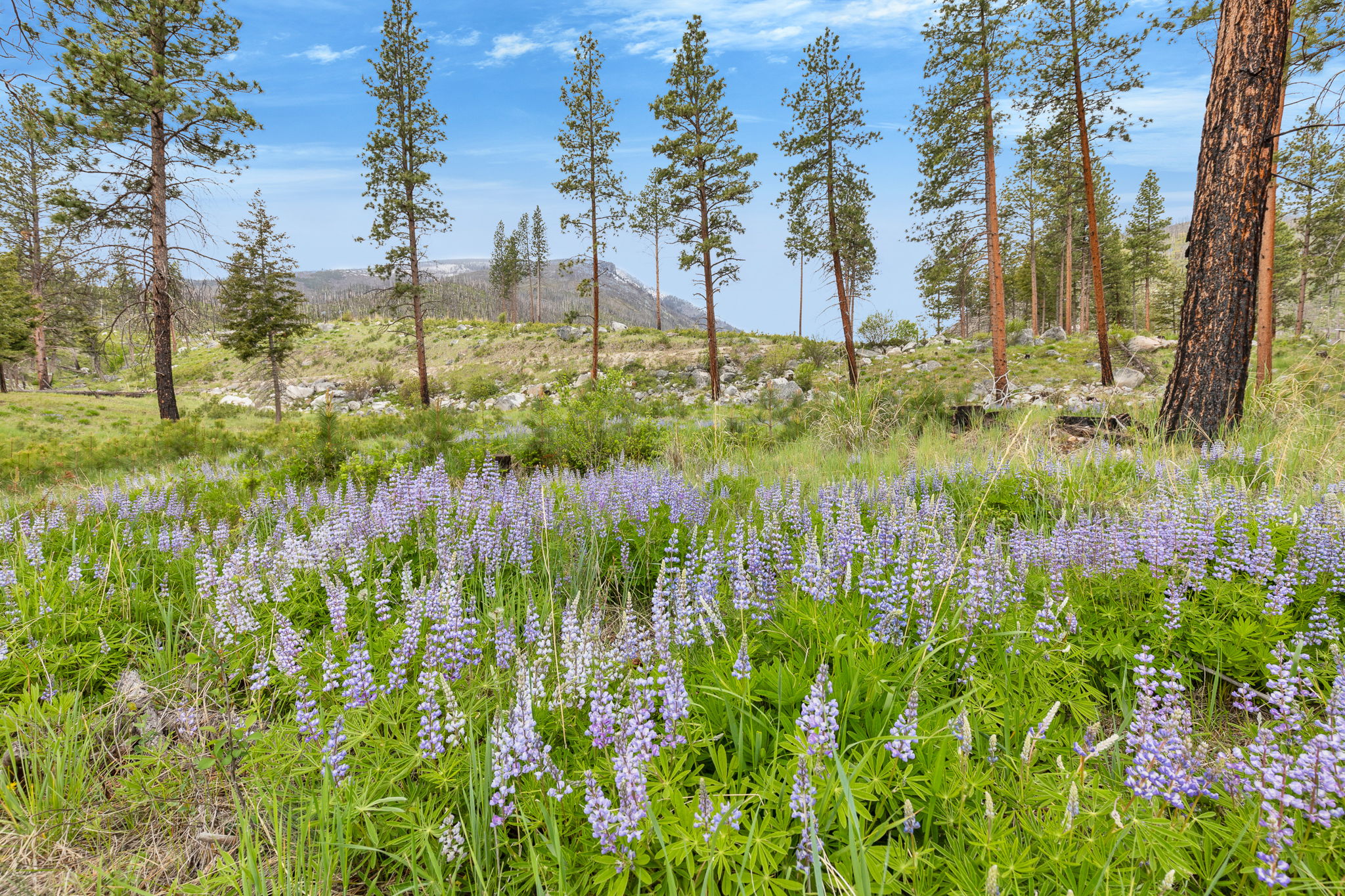 Nhn Lot 8 Roaring Lion Road Property Photo 35