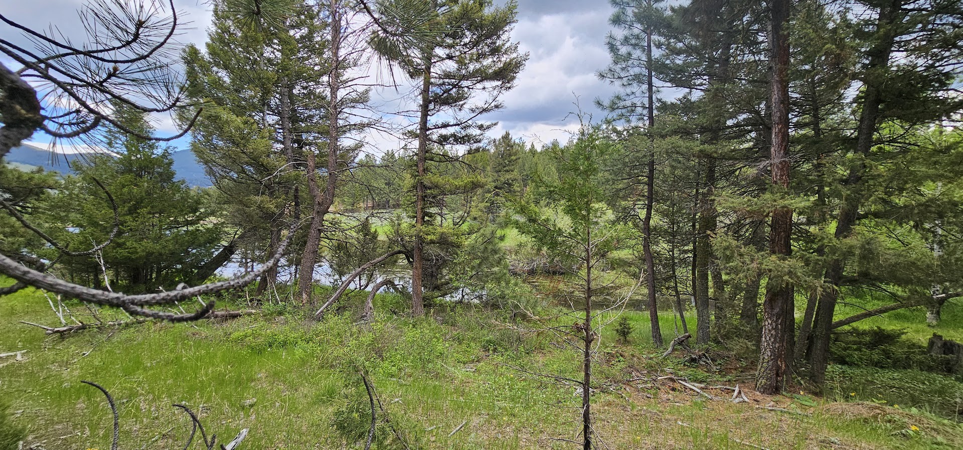 Tract 10 Hall Creek Property Photo 7