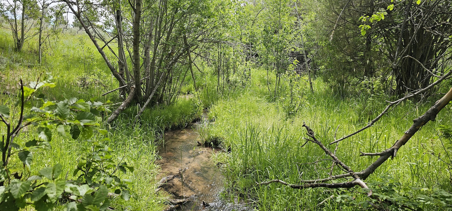Tract 10 Hall Creek Property Photo 9