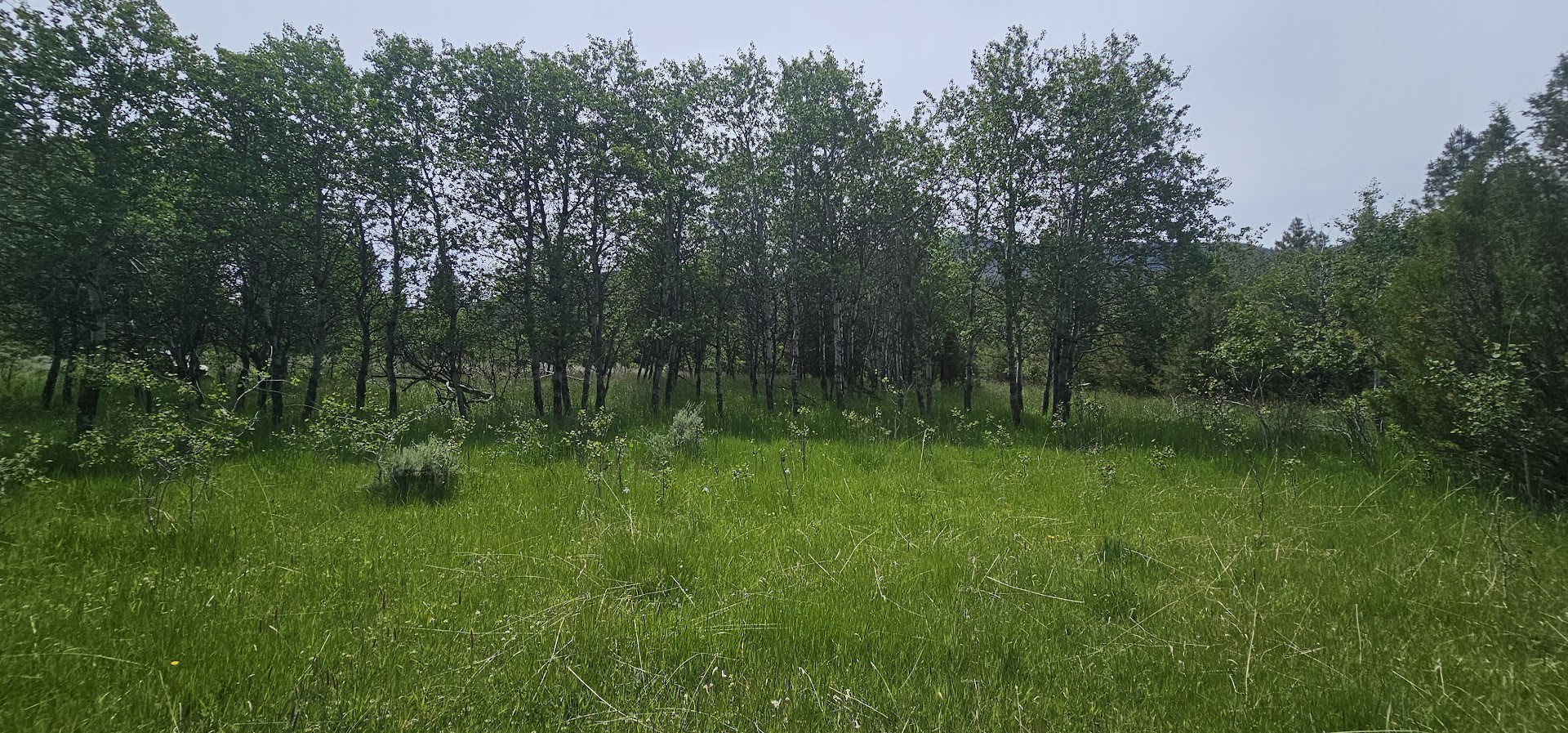 Tract 10 Hall Creek Property Photo 10