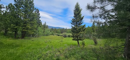 Tract 10 Hall Creek Property Photo 11
