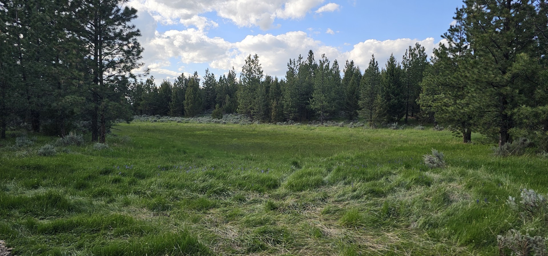 Tract 10 Hall Creek Property Photo 15