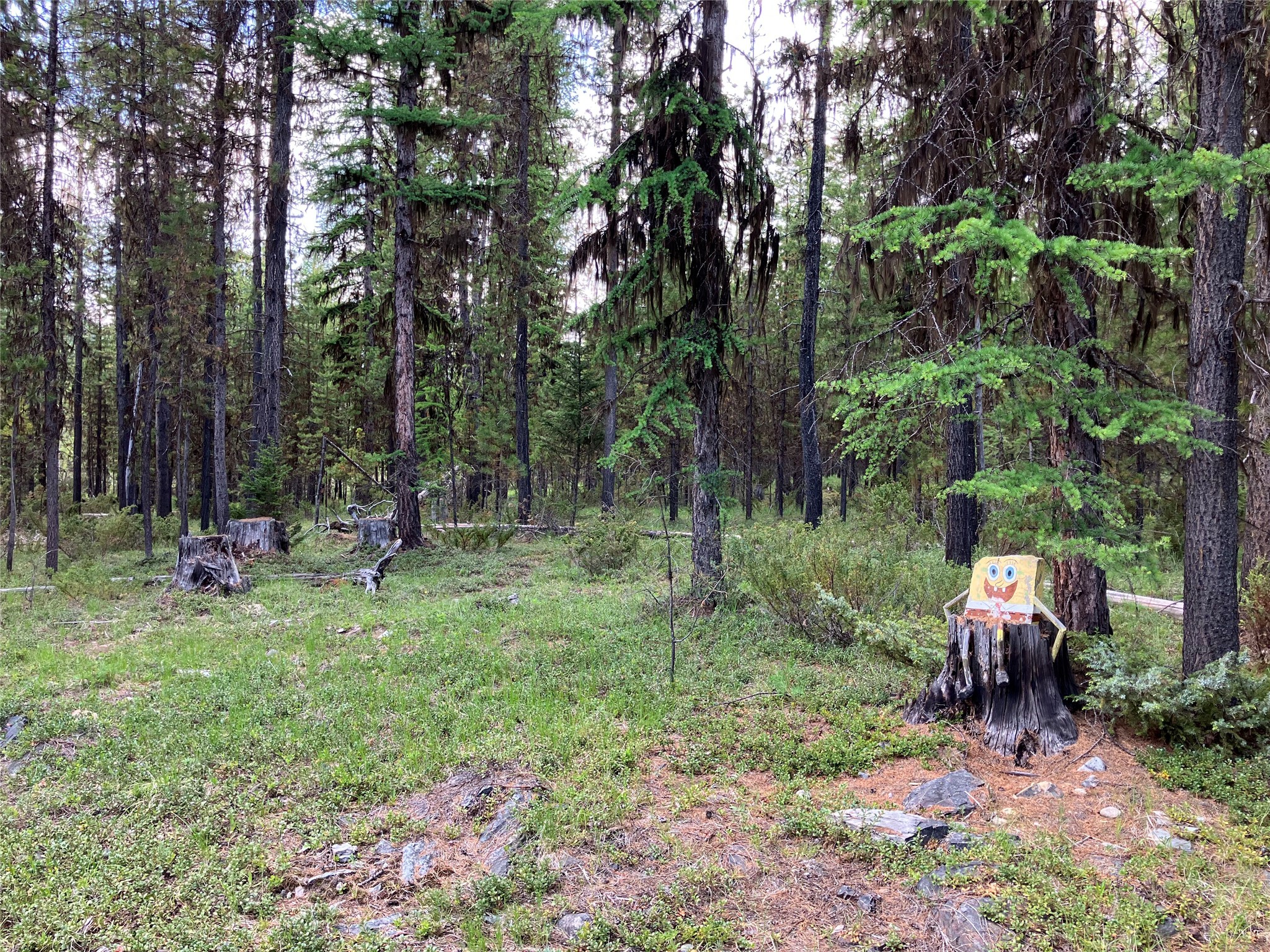 1606 N Fork Yaak Road Property Photo 86