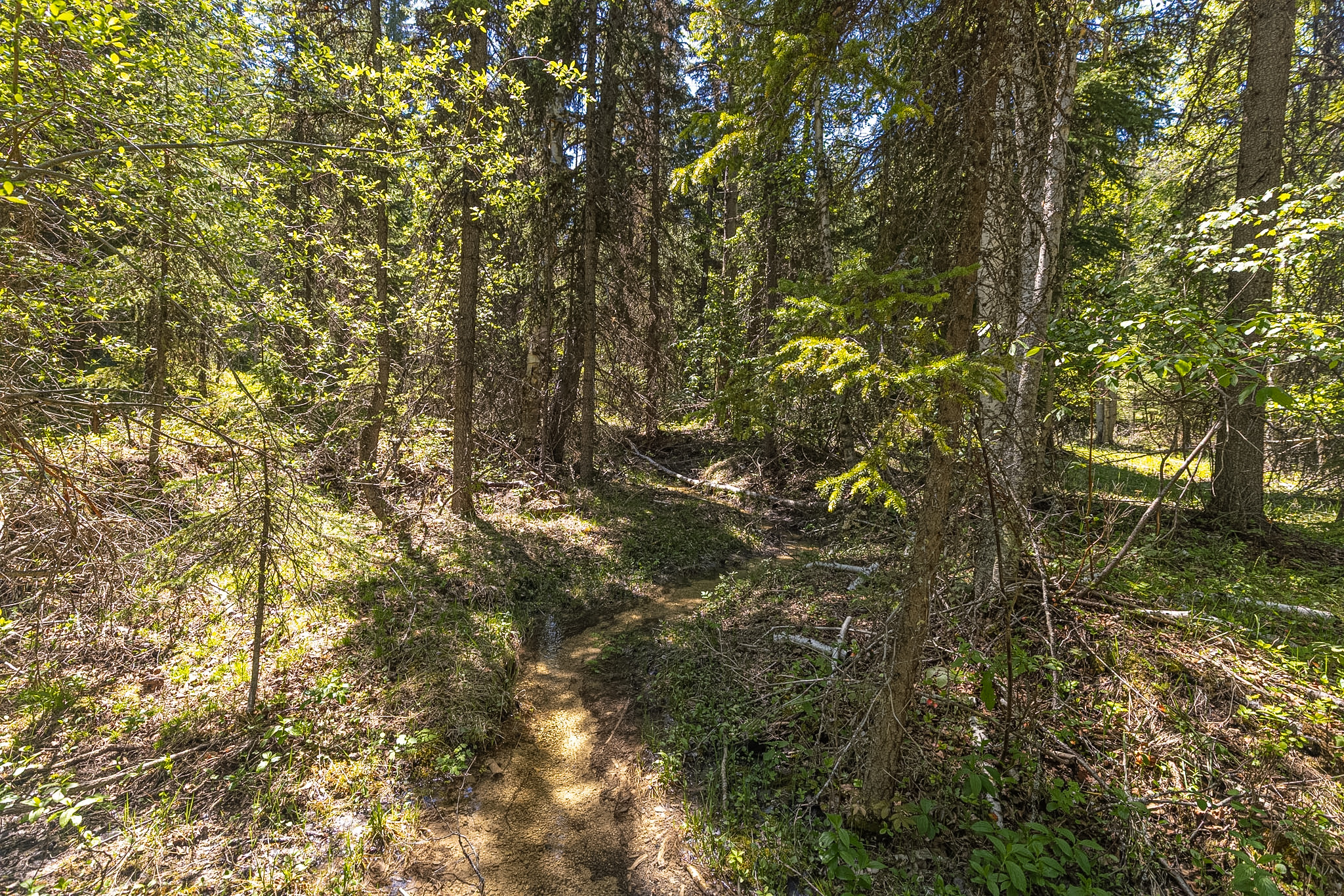 124 Soaring Eagle Trail Property Photo 65