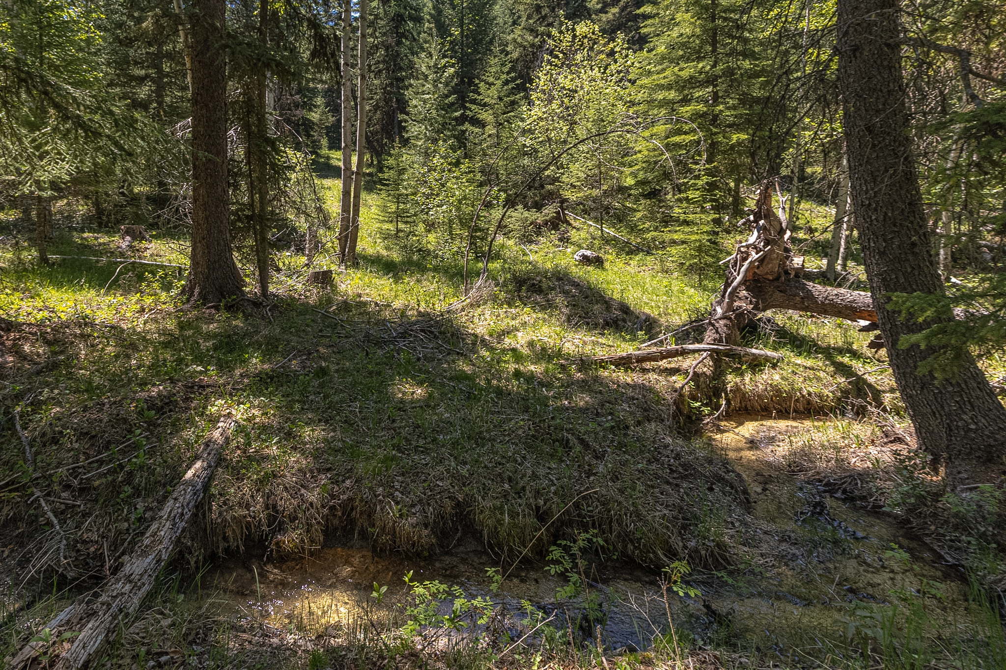 124 Soaring Eagle Trail Property Photo 67