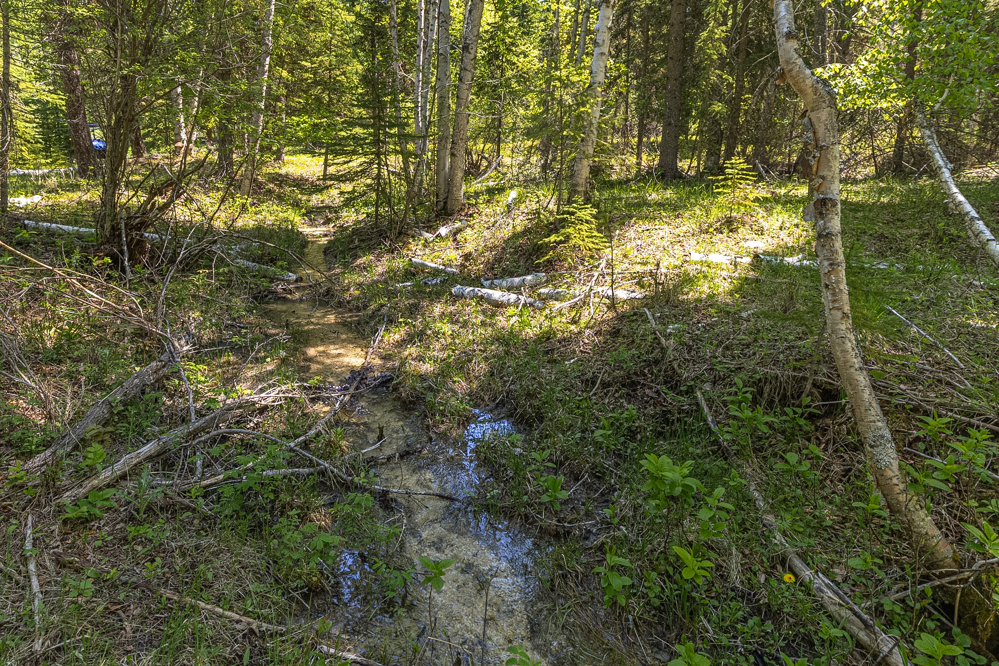 124 Soaring Eagle Trail Property Photo 68