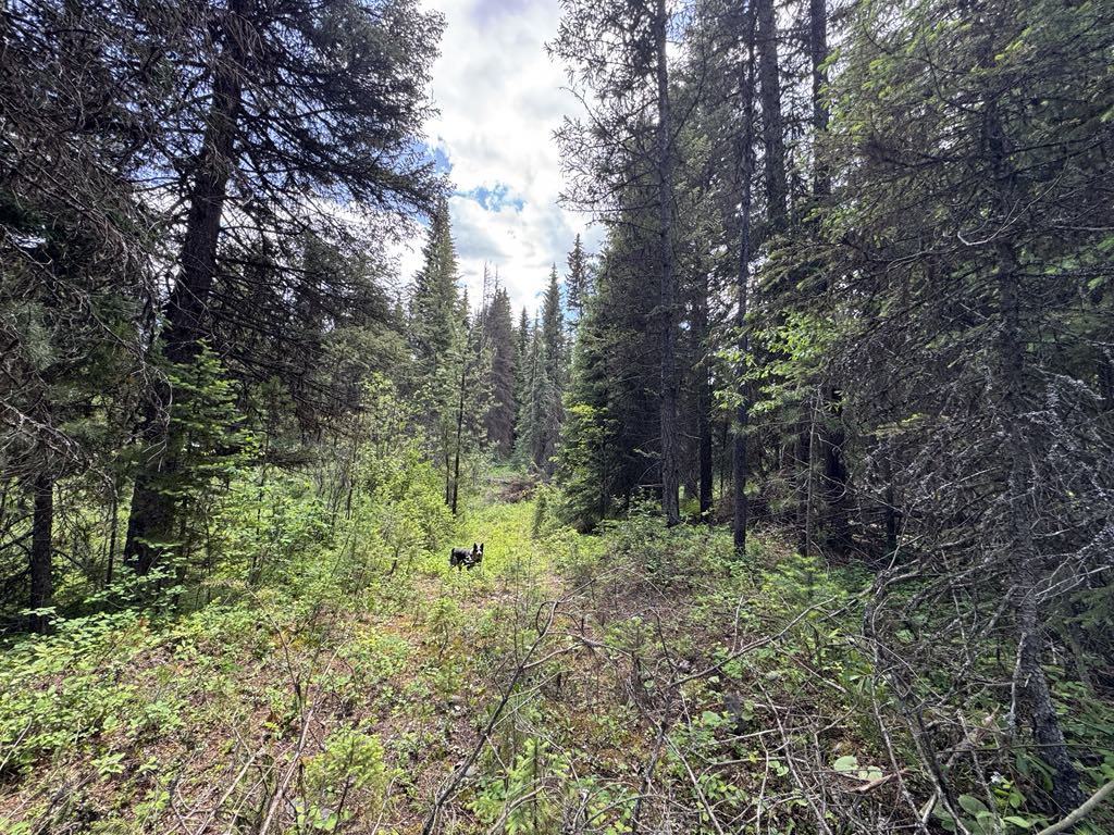 768 Deep Woods Trail Property Photo 4
