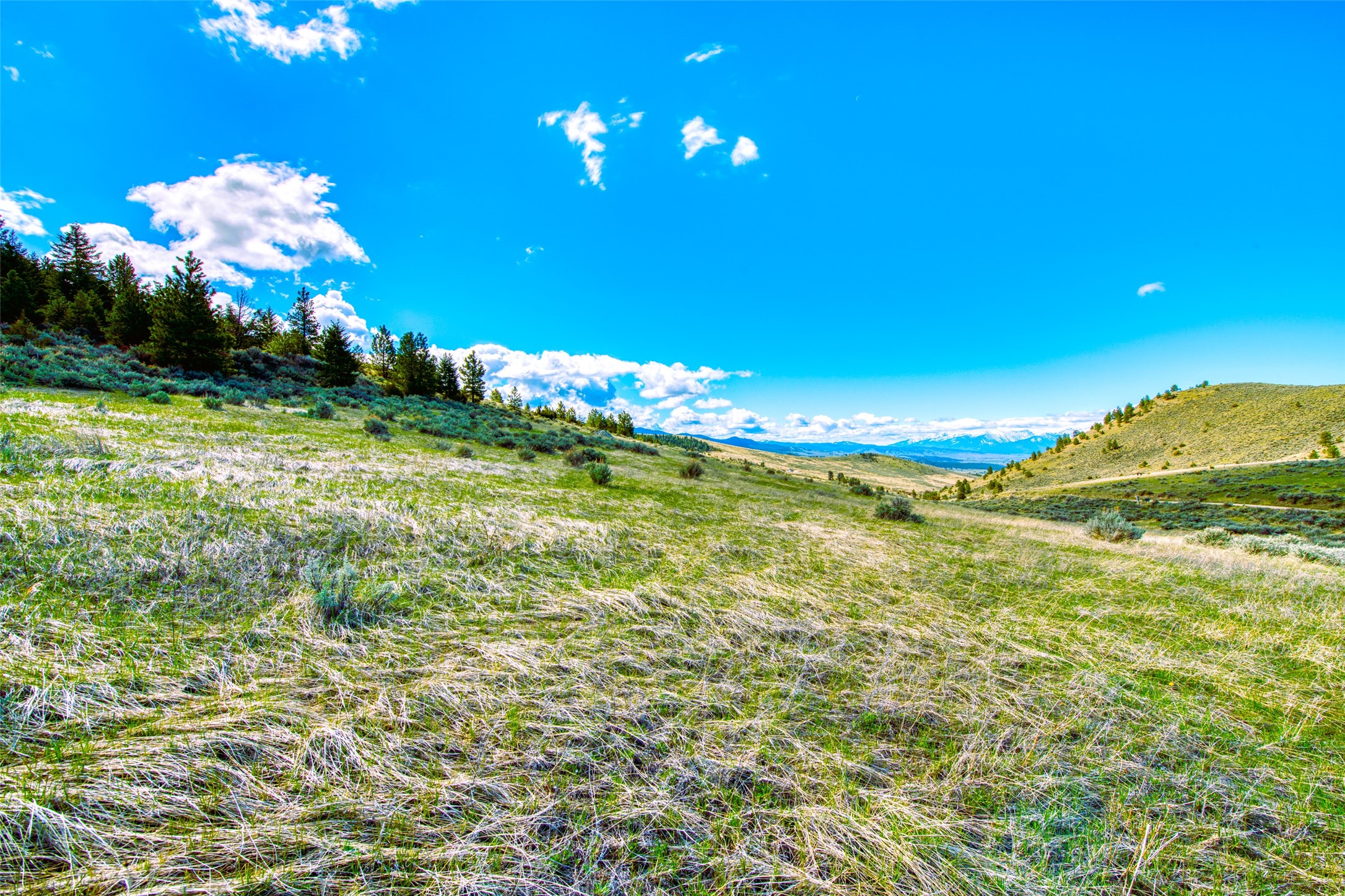 2136 Blue Sage Trail Property Photo 7